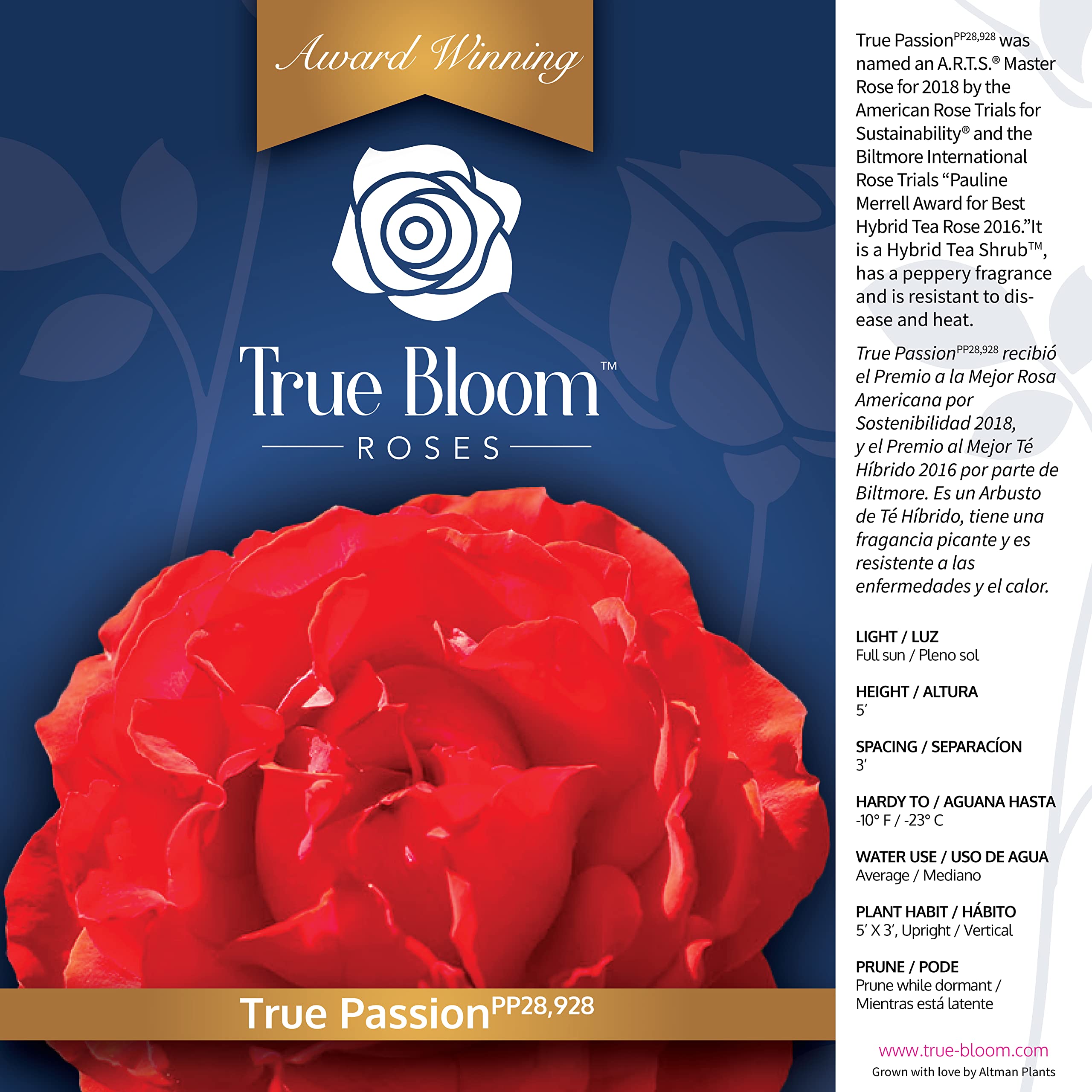 Fresh Orange Roses for Delivery Prime - Live Rose Bush Plants in Pots, Perfect Plant Lover Gifts & Outdoor Garden Decor - Ideal for Home Decor, Weddings, and Special Occasions
