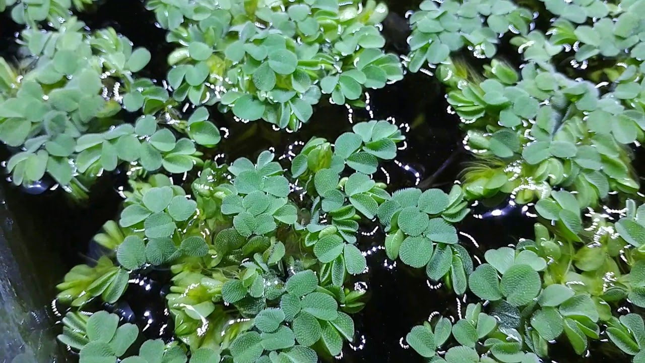 Dennerle Salvinia Auriculata TC - Floating Aquarium Plant for Fish Tanks | Easy Care Live Aquatic Plant for Freshwater Aquariums | Perfect for Shrimp Tanks and Natural Aquascaping