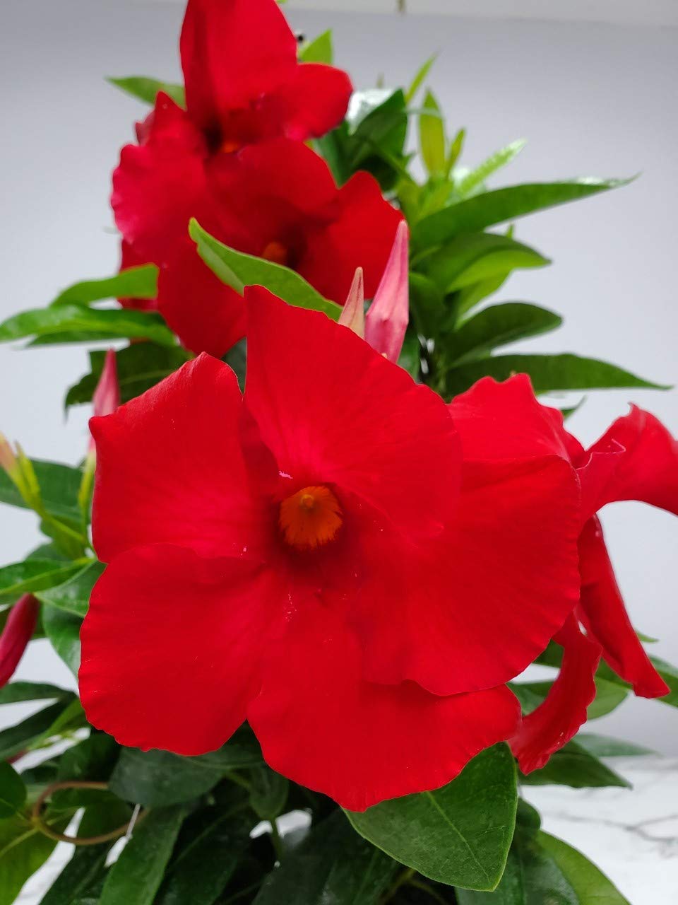 Red Mandevilla Tropical Plant Live Hanging Basket - 12