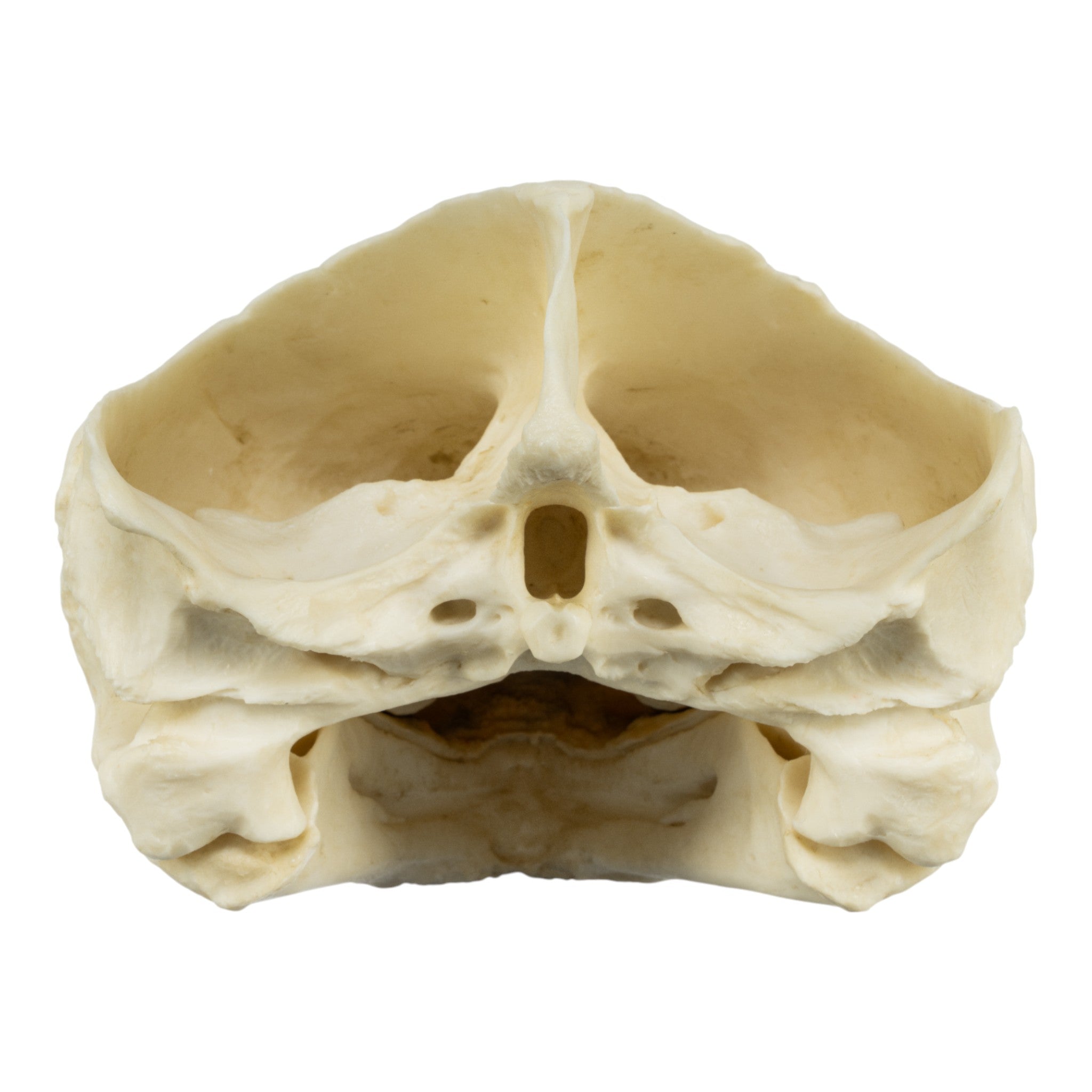 Authentic Replica Alligator Snapping Turtle Skull - Lifelike Educational Specimen for Science Classrooms, Nature Collections & Home Decor