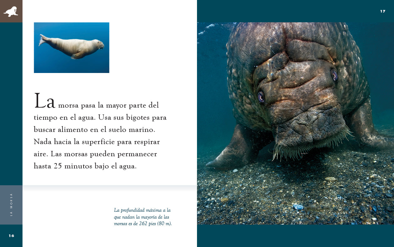 La Morsa Book 9781640266995 - Wildlife Animal Facts & Nature Exploration for Kids - Perfect for Homeschooling & Classroom Learning