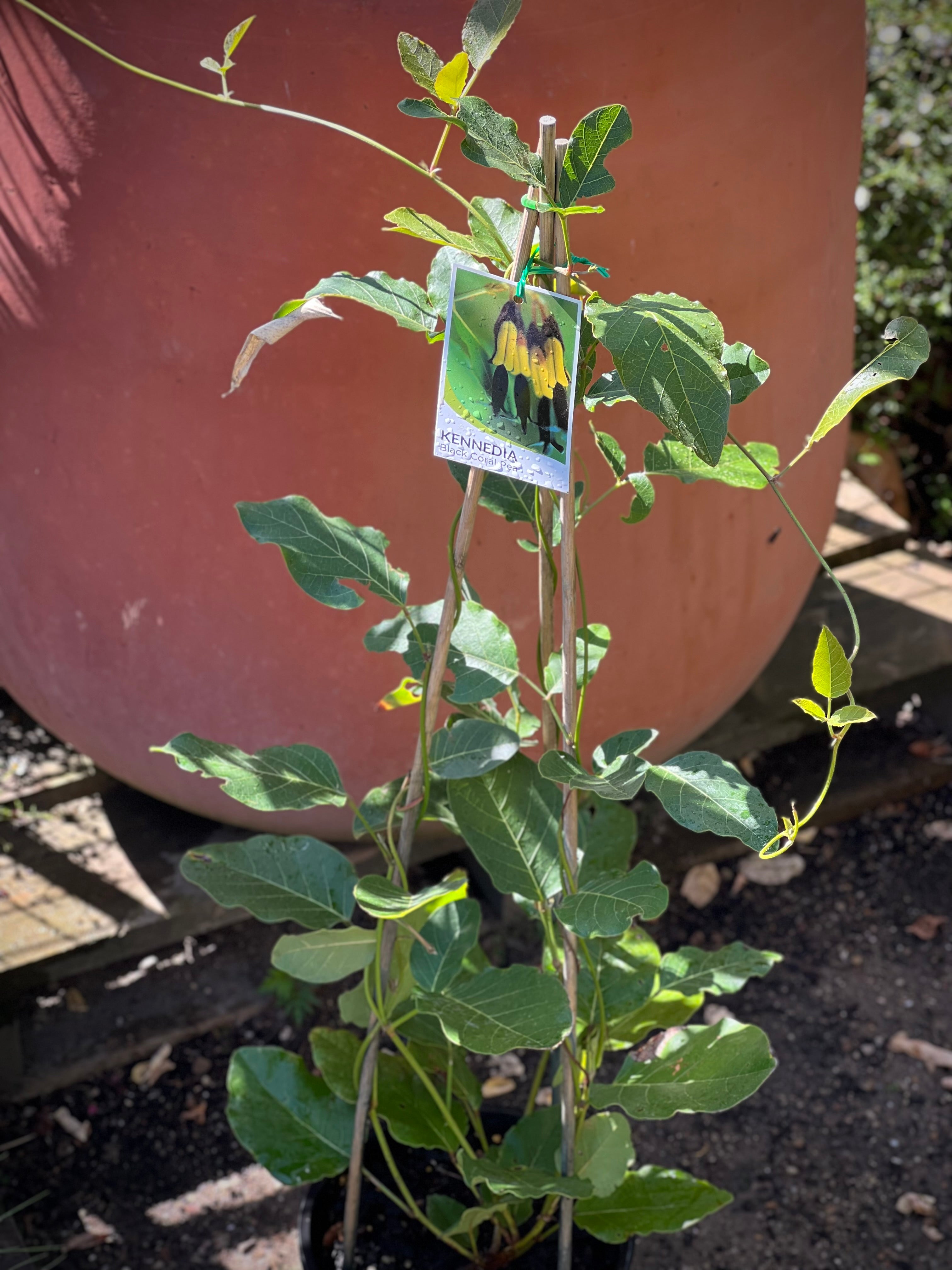Kennedia Nigricans (Black Coral Pea) - Rare Climbing Vine for Gardens, Fences & Trellises | Perfect for Landscaping & Outdoor Decor