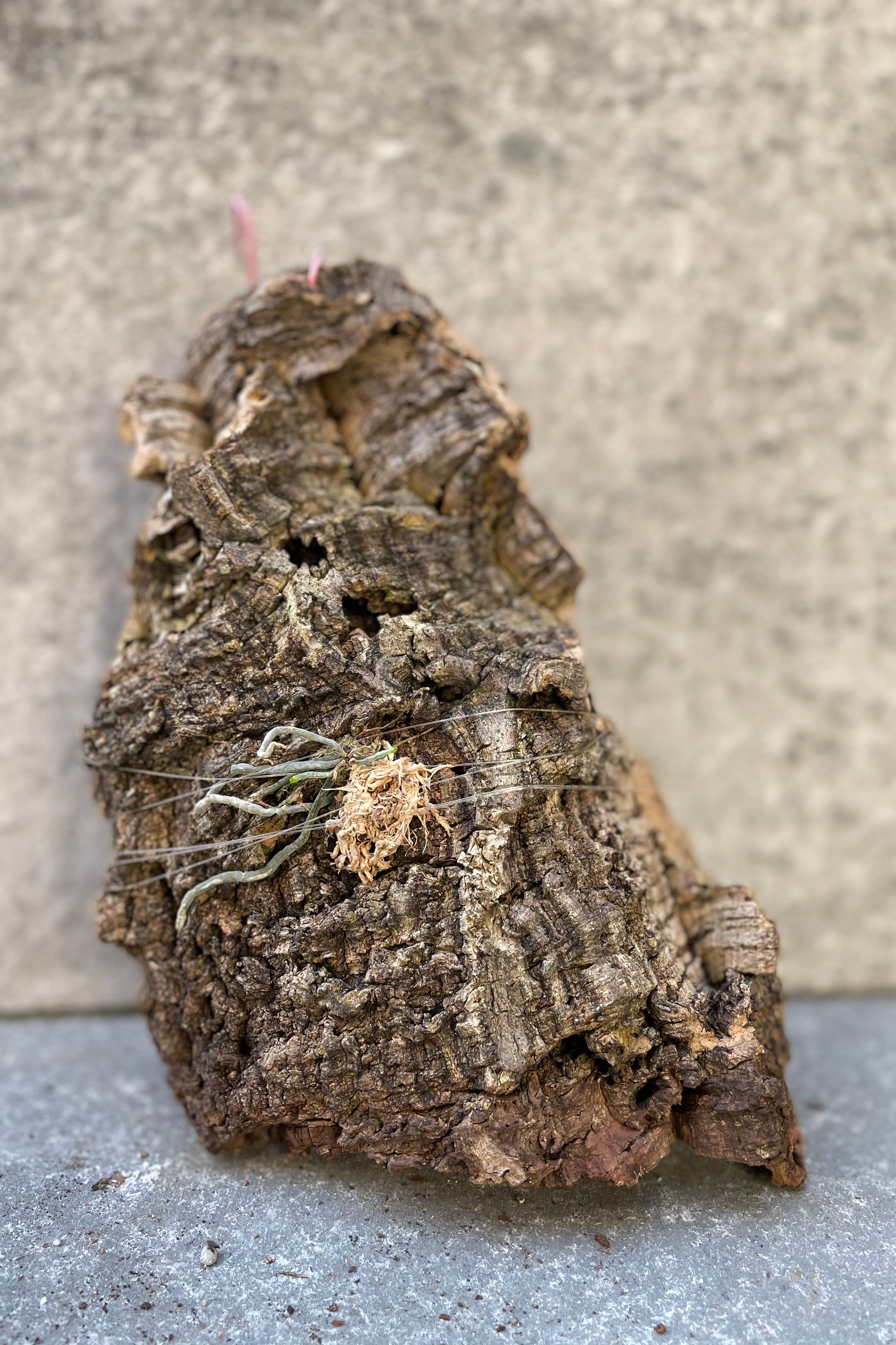 Dendrophylax (Sallei x Lindenii) Orchid Mounted on Cork - Rare Hybrid for Terrariums & Orchid Displays