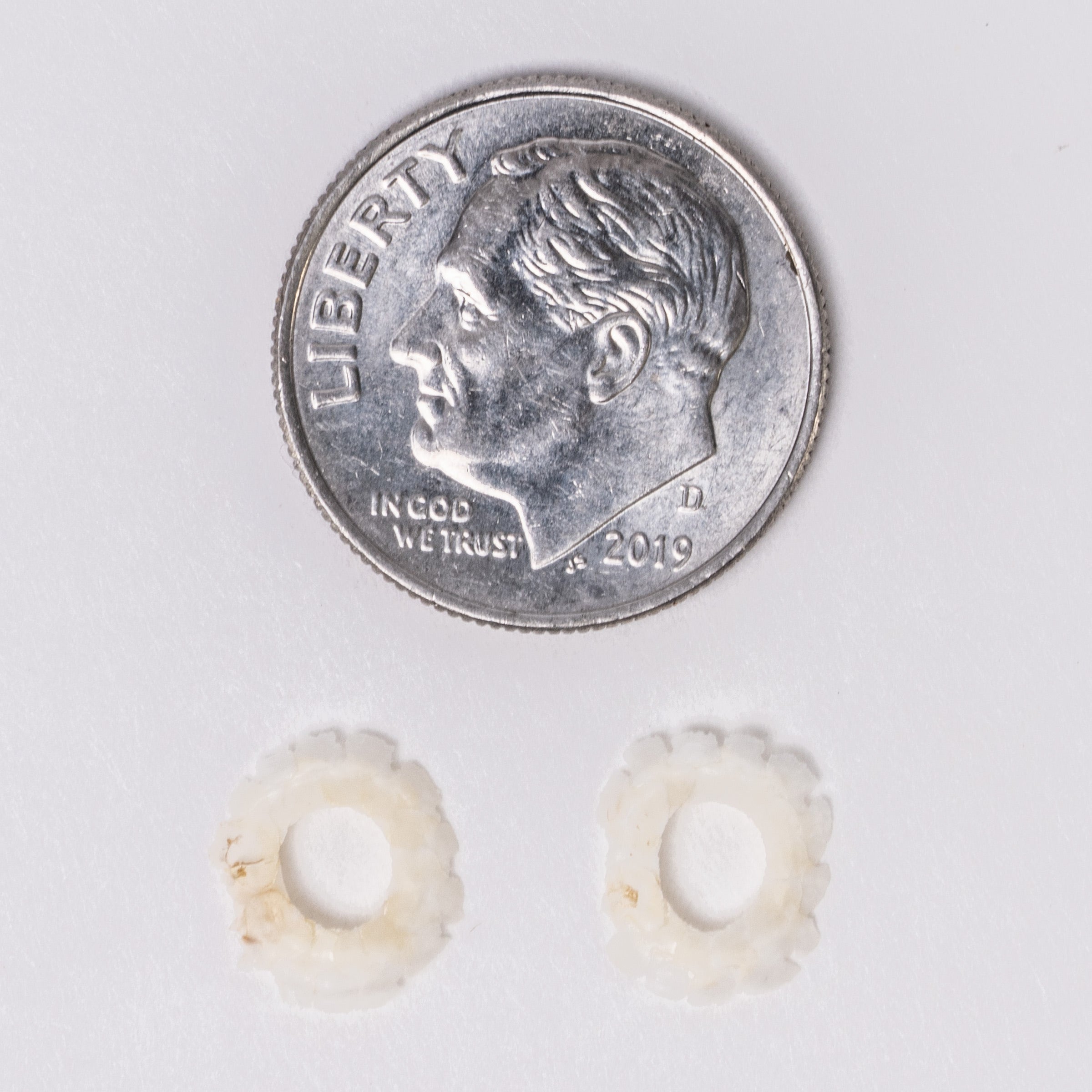 Authentic Lizard Sclerotic Ossicle Pair - Perfect for Biology Studies, Fossil Collections & Educational Displays