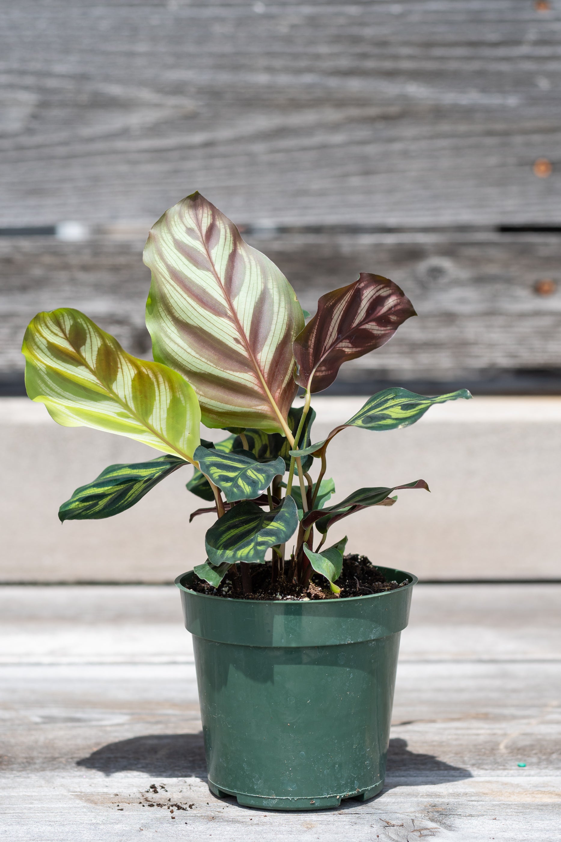 Calathea Makoyana Peacock Plant - Live Indoor Houseplant for Home & Office Decor - Low Light & Air Purifying - Perfect for Living Room, Bedroom, or Workspace