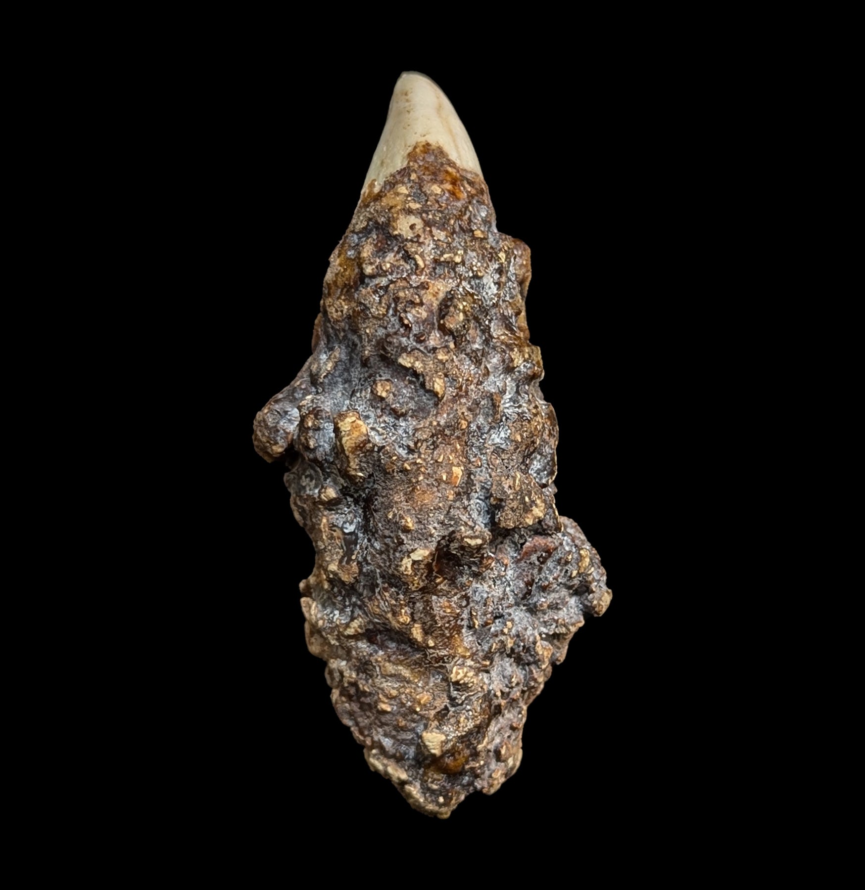 Authentic Fossil Cave Bear Canine Specimen - Genuine Ice Age Collectible for Paleontology Enthusiasts & Home Decor - Perfect for Museum Displays, Educational Projects, and Unique Gift Ideas