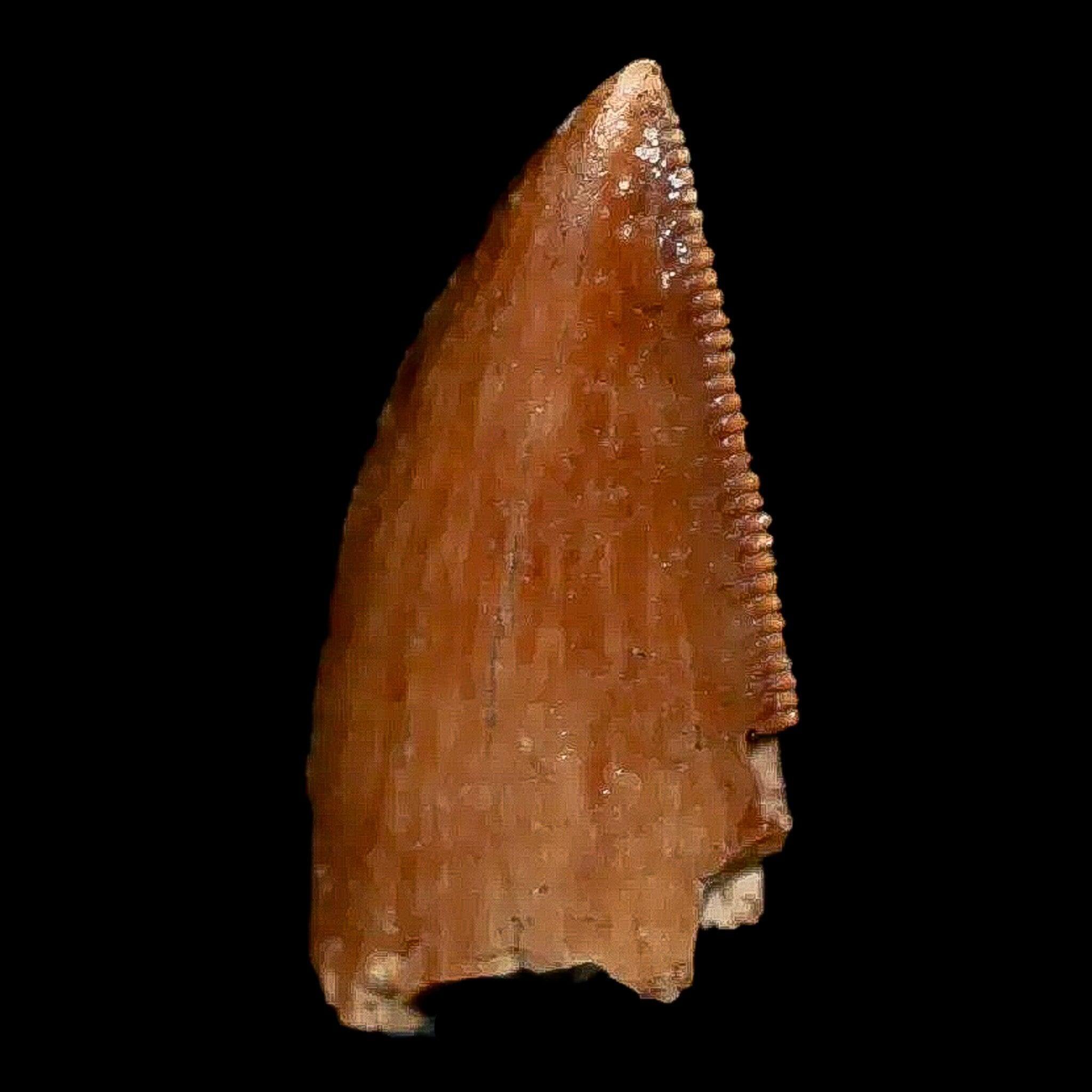 Authentic Majungasaurus Serrated Dinosaur Tooth Fossil - 0.9
