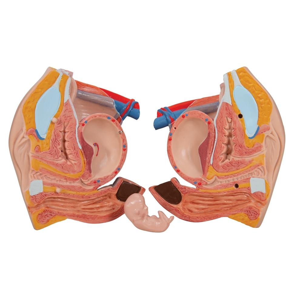 20-Piece Dual Gender Torso with Half Skull Head - Anatomical Model for Medical Students, Artists & Halloween Decor