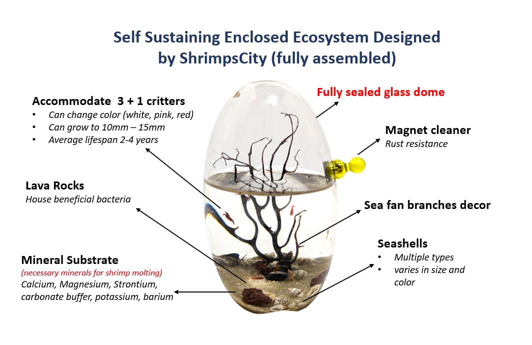 Self-Sustaining Glass Shrimp Ecosphere - Oval Shrimp Habitat Kit with Live Plants & Micro Ecosystem - Perfect for Home Office Decor, Science Education & Stress Relief Gifts