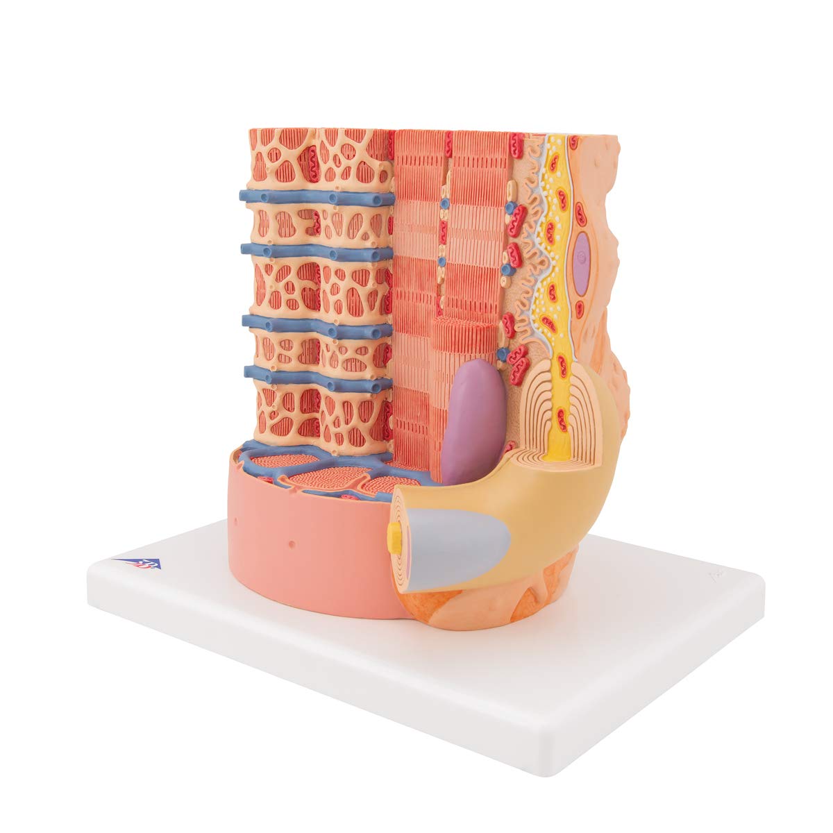 3B Scientific B60 Microanatomy Muscle Fiber Model - 10,000X Magnified Human Muscle Structure (7.3