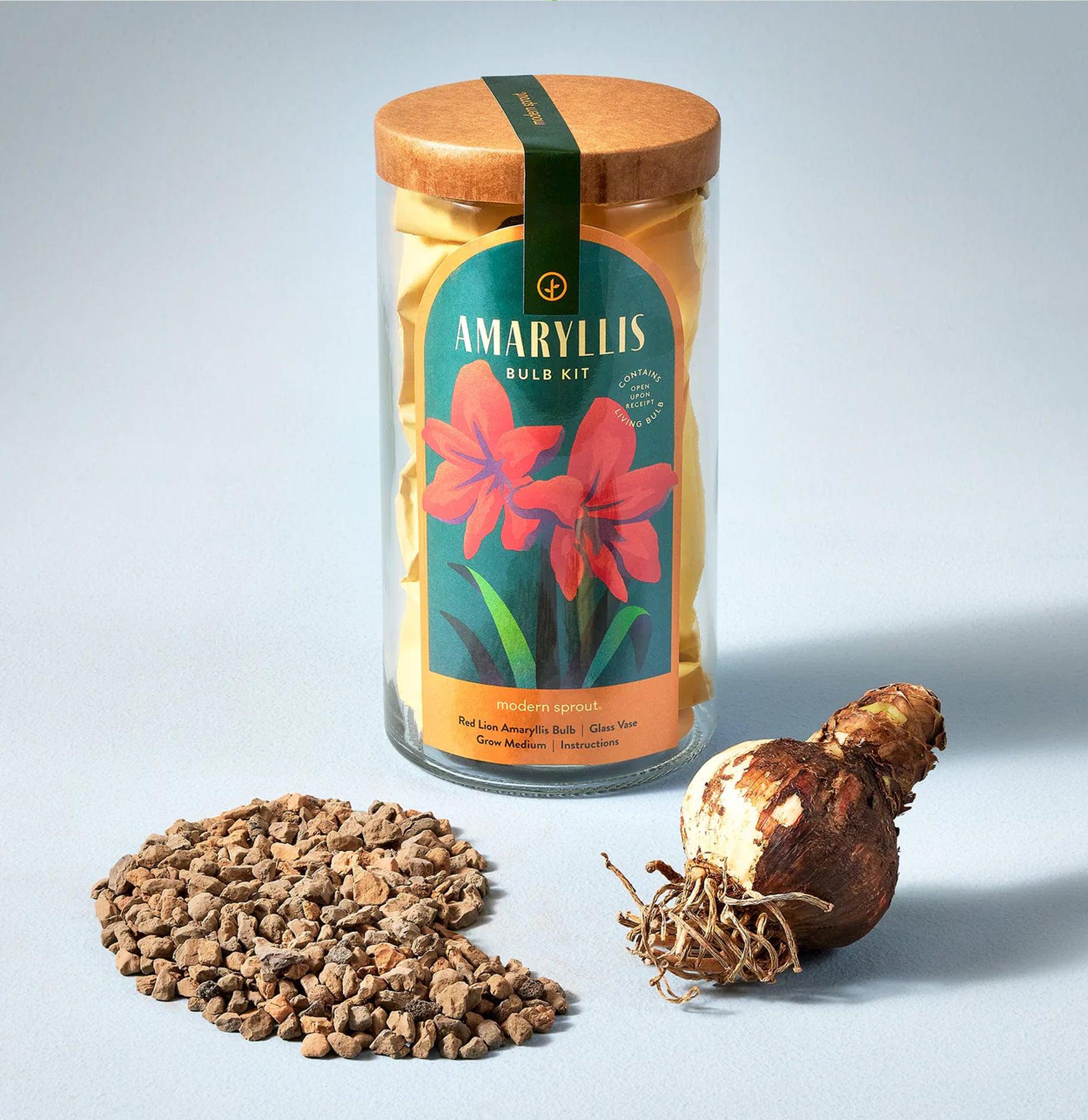 Amaryllis Bulb Kit - Easy to Grow Flower Bulbs for Indoor Gardening, Perfect for Home Decor, Gifts, and Holiday Planting