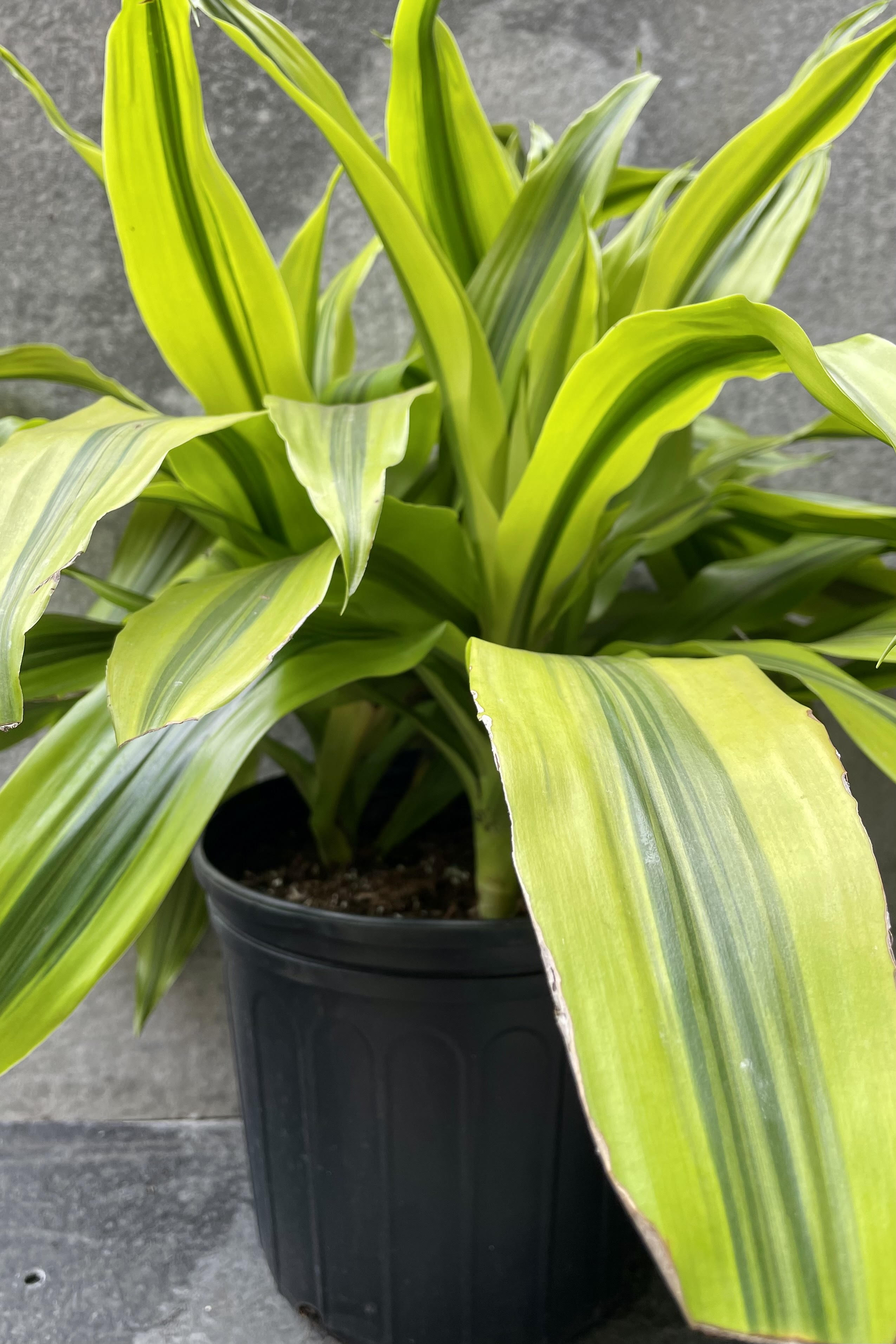 Dracaena 'Kristi' Live Plant - 10 Healthy Tips for Home & Office Decor | Perfect for Indoor Gardening, Housewarming Gifts, and Feng Shui
