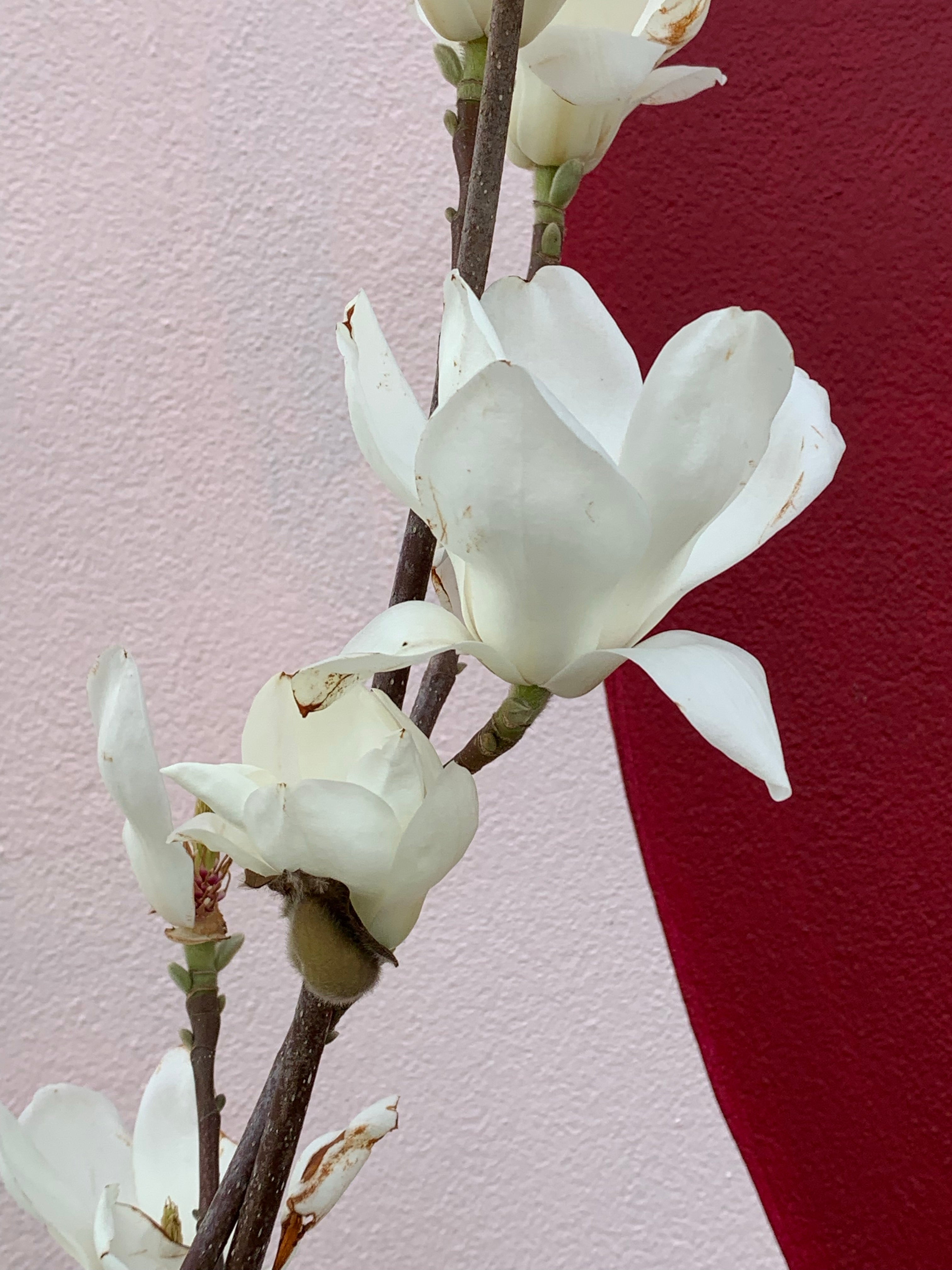 Magnolia Denudata (Yulan Magnolia) - Fragrant White Flowering Tree for Gardens & Landscaping | Perfect for Spring Blooms & Ornamental Planting