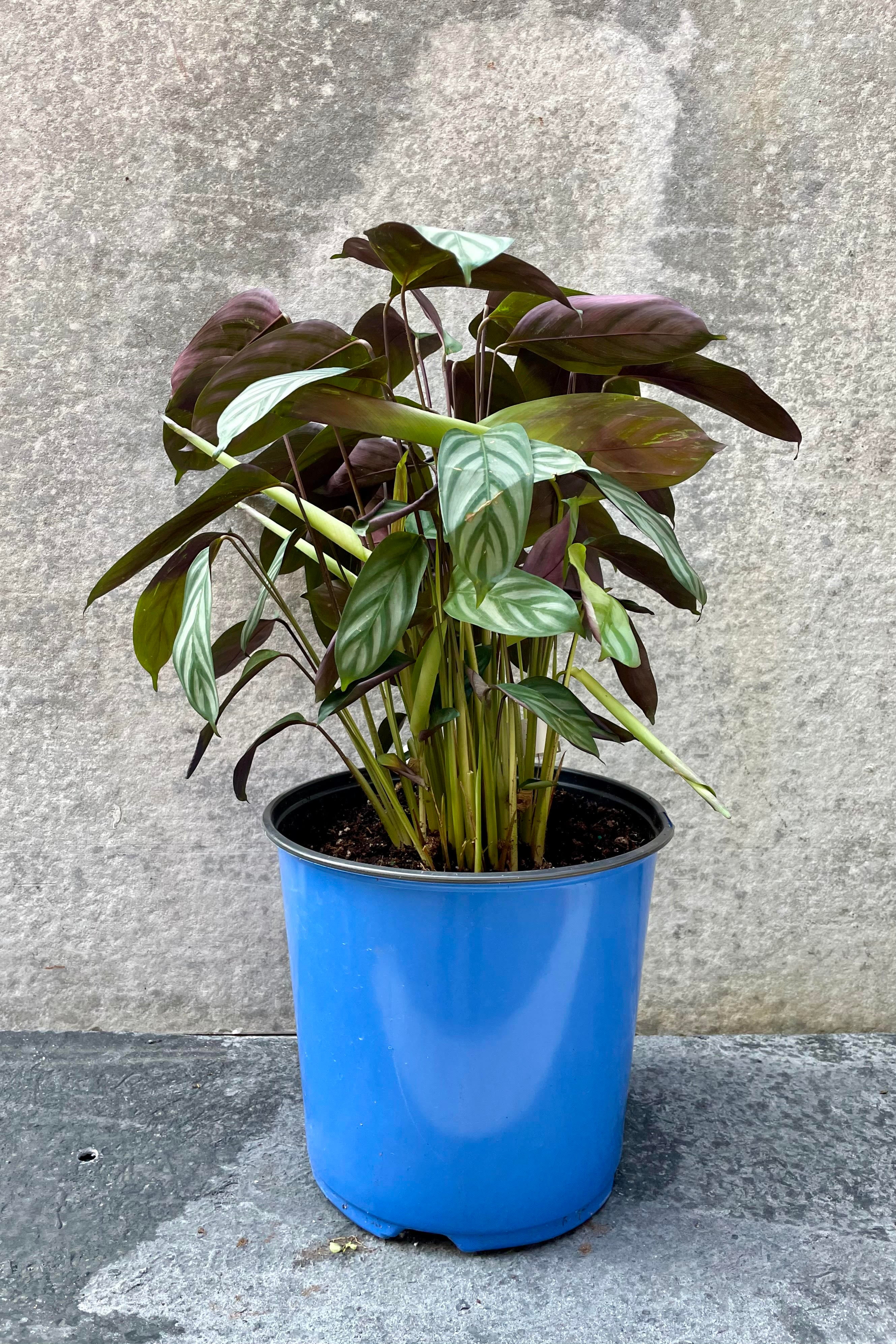 Ctenanthe Setosa - 10