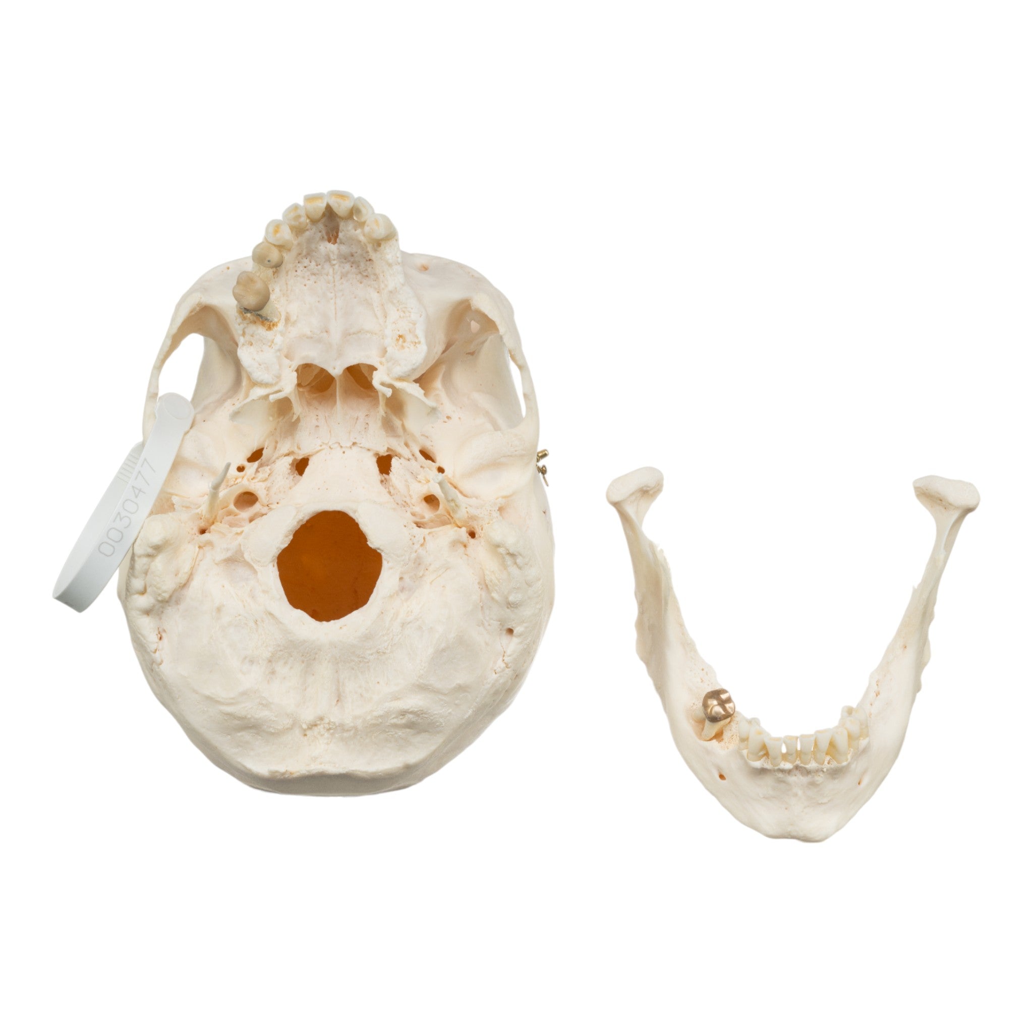 Premium Human Skull Model for Medical Research & Anatomy Study - Perfect for Medical Training, Classroom Education & Halloween Decor
