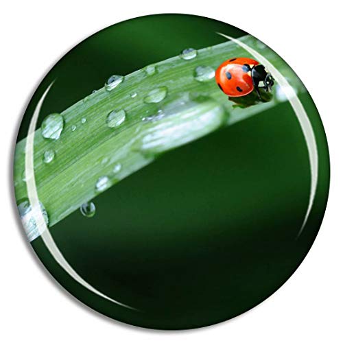 Ladybug