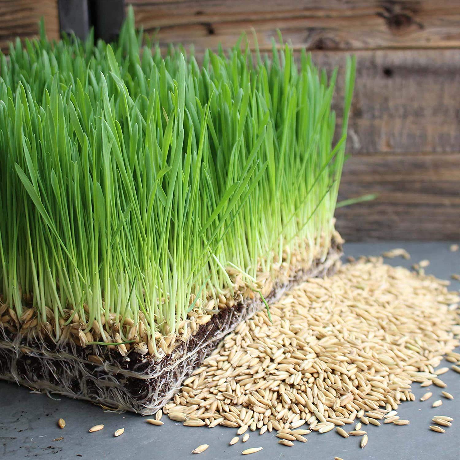 Organic Whole Oat Groats 3.5 Lb - Non-GMO, Gluten Free, with Husk - Perfect for Sprouting, Steel Cut Oats, Oat Berries, Oat Flour, Oat Rice & Livestock Feed - Ideal for Healthy Breakfast, Baking & Animal Nutrition