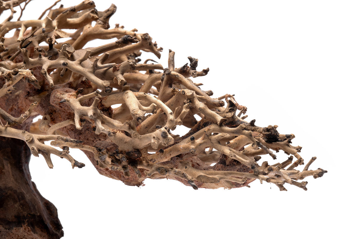 UNS Bonsai 019 - Premium Miniature Bonsai Tree for Home & Office Decor | Perfect for Zen Gardens, Desktop Displays & Gift Giving