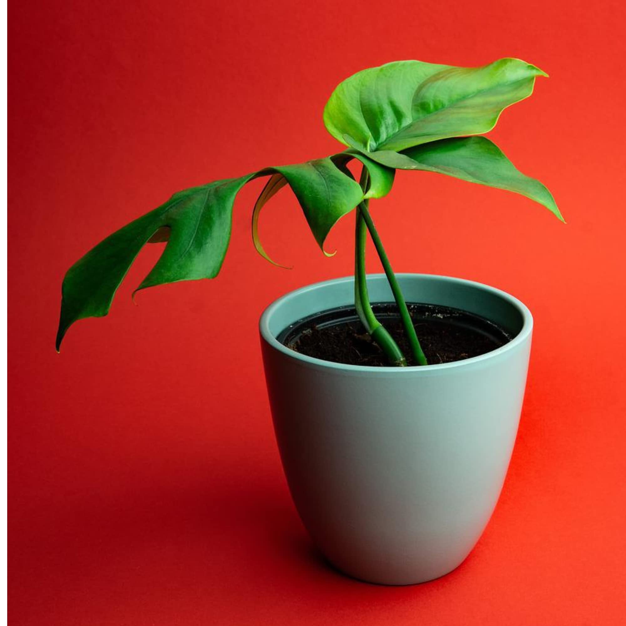 Professional Monstera Plant Fertilizer 3-1-2 NPK Concentrate for Indoor Plants & Flowers | Multi-Purpose Liquid Plant Food for Houseplants | 8 oz Gardening Supplies for Lush Foliage Growth – Perfect for Monstera Deliciosa, Pothos & Philodendron Care
