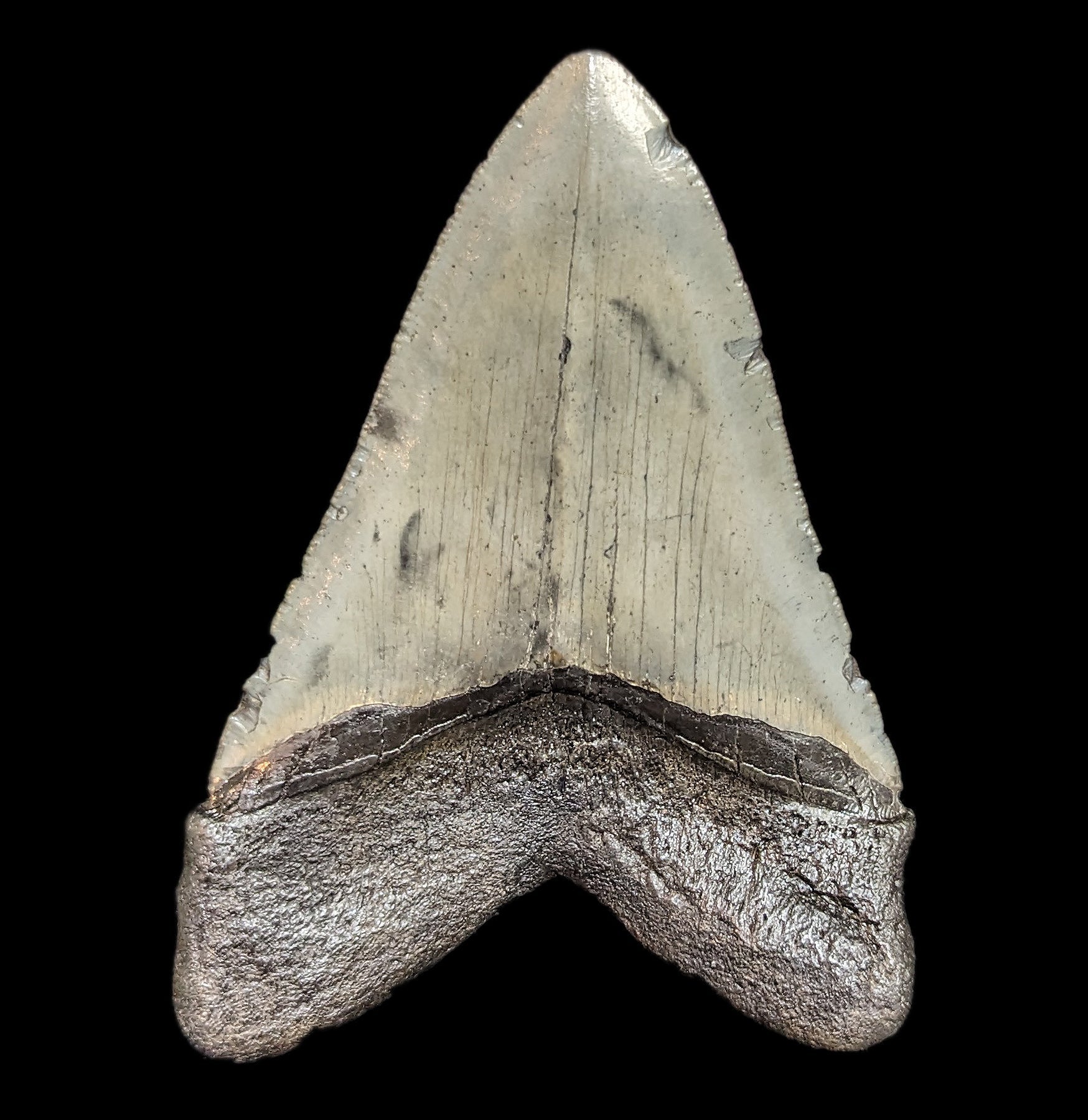 Authentic Megalodon Shark Tooth Fossil - Large Prehistoric Collector's Specimen #45 for Home Decor, Classroom Display & Paleontology Enthusiasts