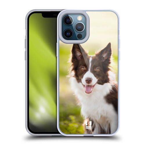 Brown Border Collie In Summer