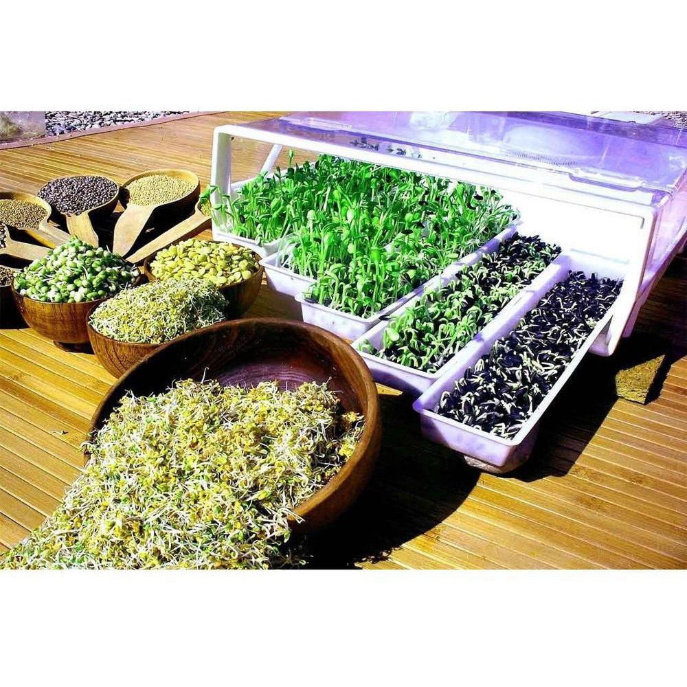 EasyGreen Light Auto Misting Sprouter EGL 50 - Indoor Herb Garden Kit for Fresh Greens, Microgreens & Wheatgrass | Perfect for Hydroponic Growing, Healthy Eating & Home Gardening