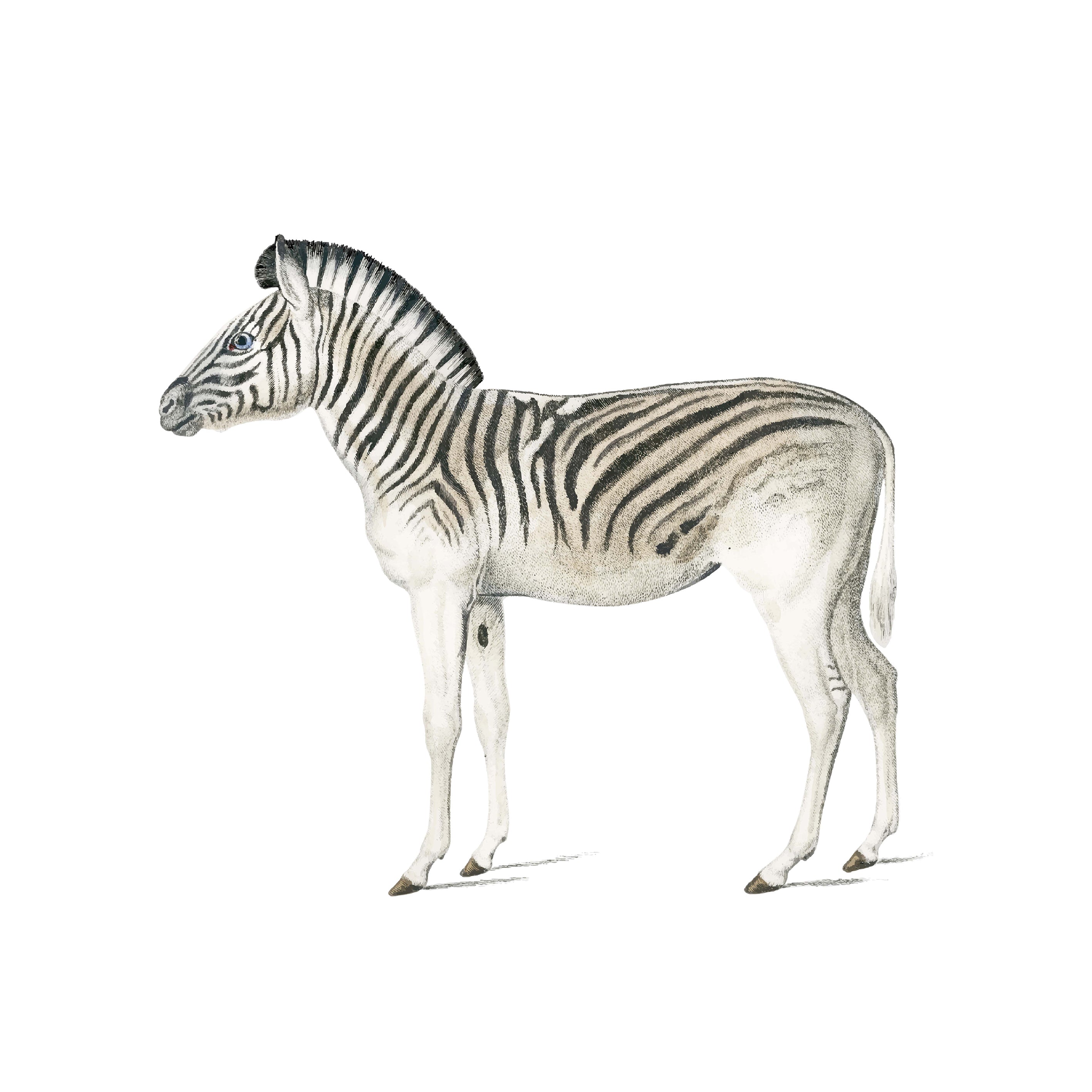 Zebra Wall Stickers - Removable Decals for Kids Room, Nursery, or Office Decor - Perfect for DIY Home Decor & Party Backdrops