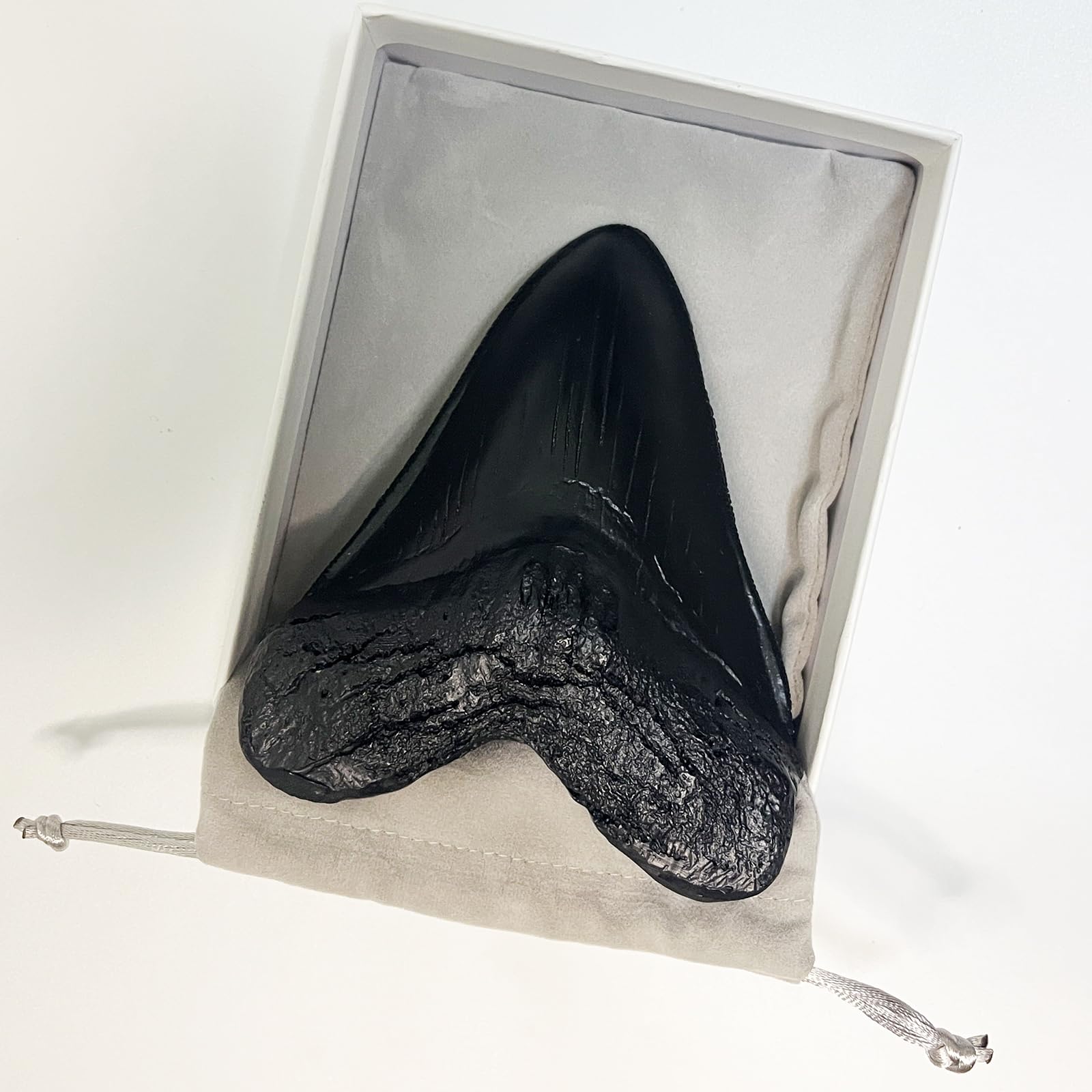 Authentic Carcharodon Megalodon Tooth Replica - 5.1 Inch Fossil Shark Teeth with Detailed Serrations - Black Collectible Specimen for Paleontology Enthusiasts & Home Decor Display