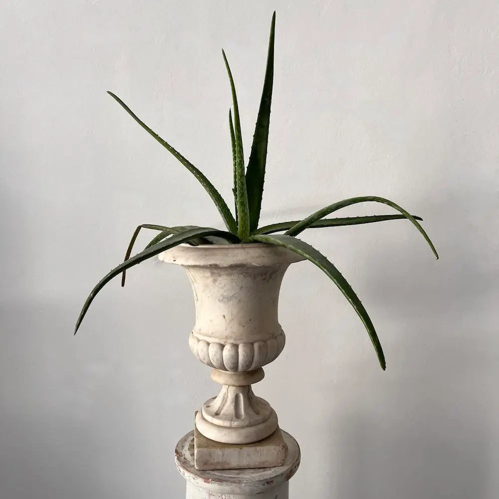 Antique Medici Urn Vase - Classic Italian Renaissance Style Decorative Vase for Home Decor, Wedding Centerpieces & Garden Accents