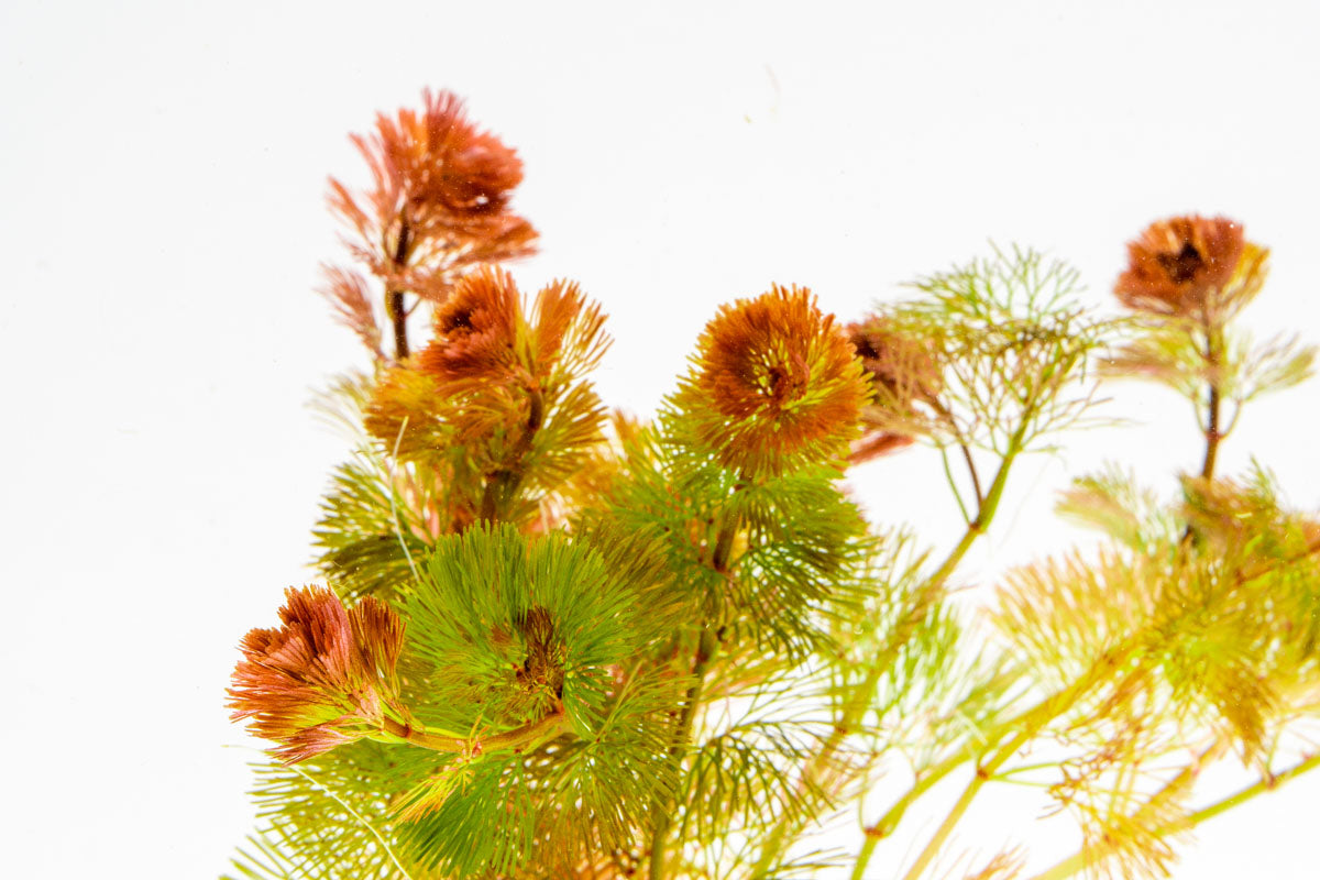 Cabomba Piauhyensis Red - Live Aquatic Plant for Freshwater Aquariums | Perfect for Fish Tanks, Aquascaping & Water Gardens