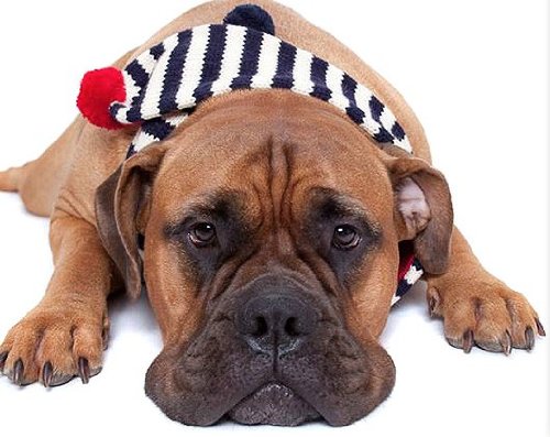 Stylish Fab Dog Striped Dog Scarf - Fashionable Pet Accessory for Small & Medium Dogs - Perfect for Winter Walks & Outdoor Adventures