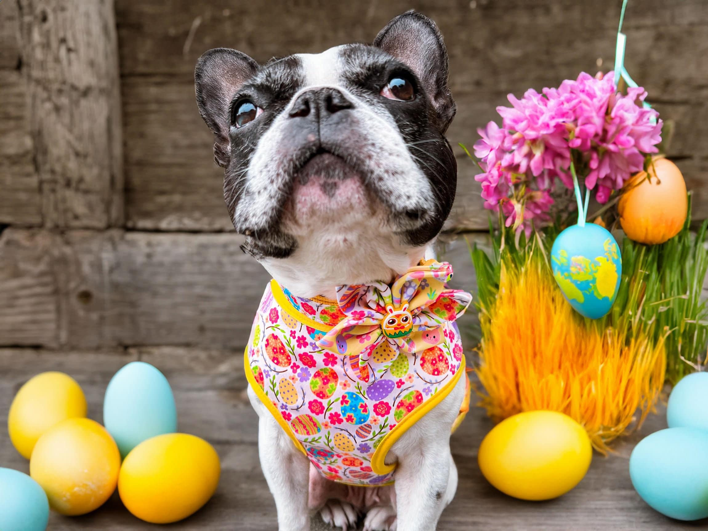 Easter Dog Collar with Flower and Egg Design - Cute Pet Accessory for Easter Celebrations, Spring Walks, and Photo Shoots