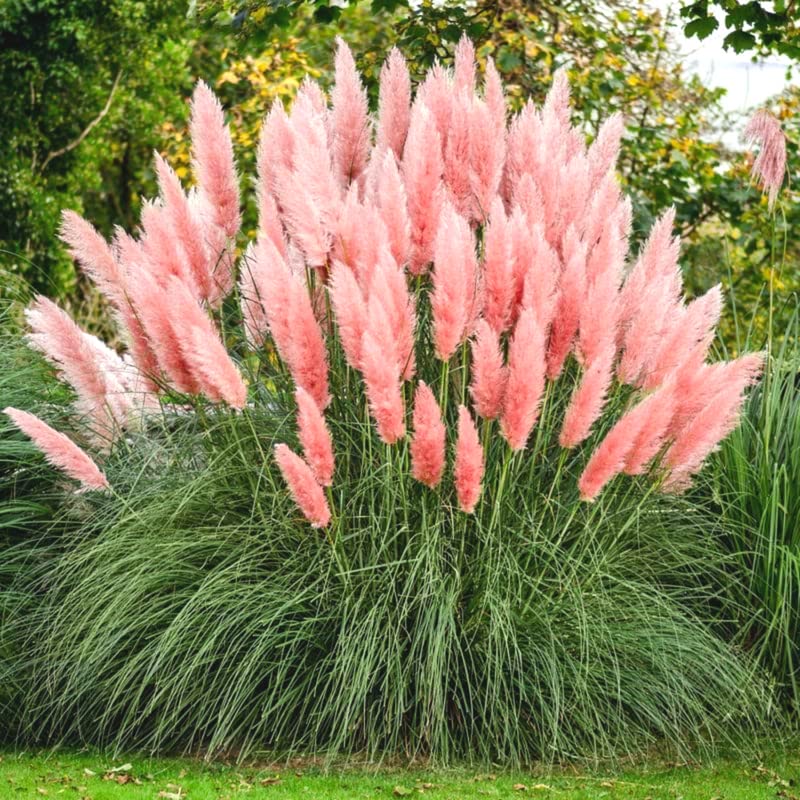Pink Pampas Grass Plants Live - 5 Pack Pampas Grass Plugs for Outdoor Planting, Home Garden Decor & Wedding Bouquets
