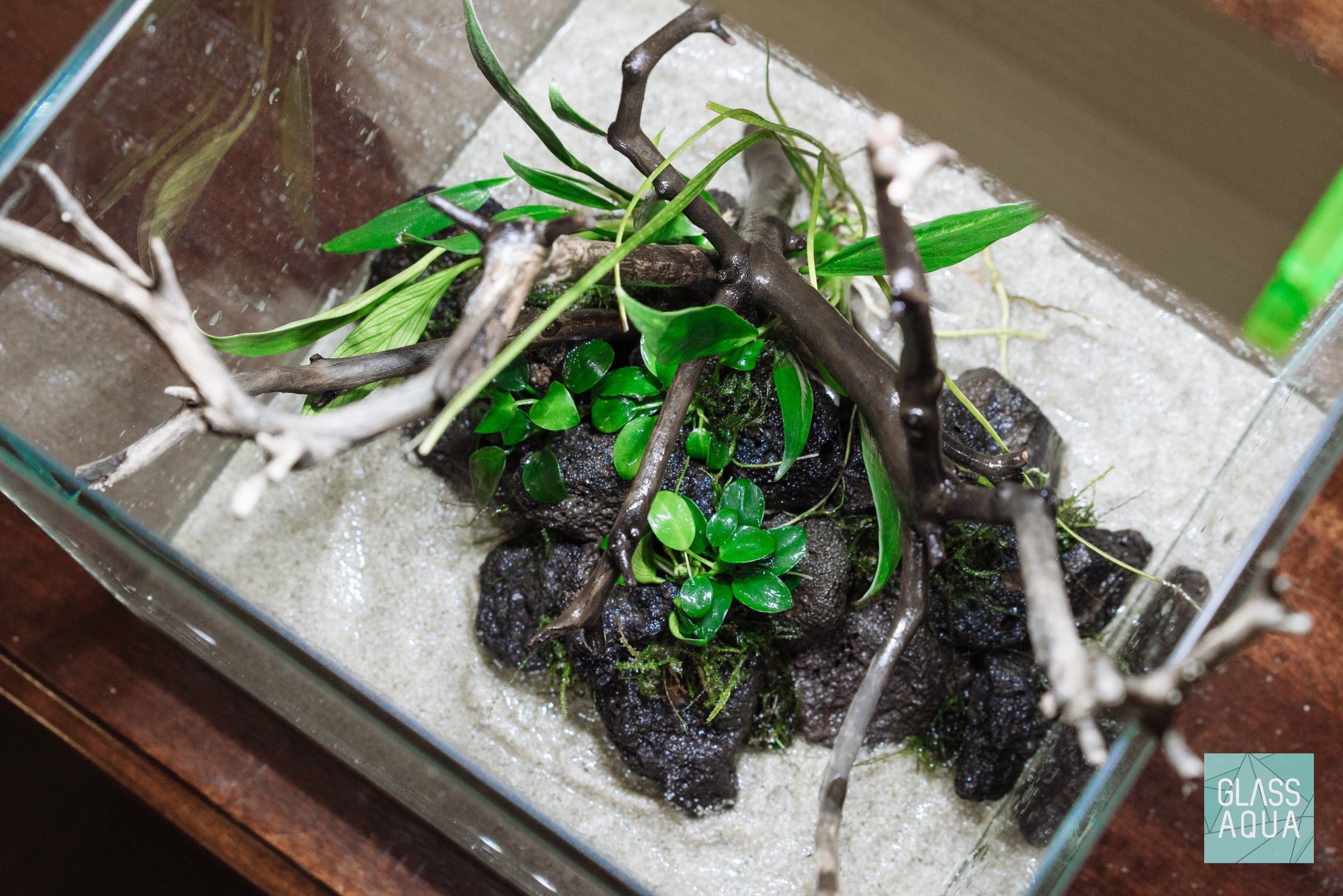 Anubias Nana Petite Live Aquarium Plant on Natural Driftwood - Perfect for Nano Tanks, Aquascaping & Fish Tank Decorations