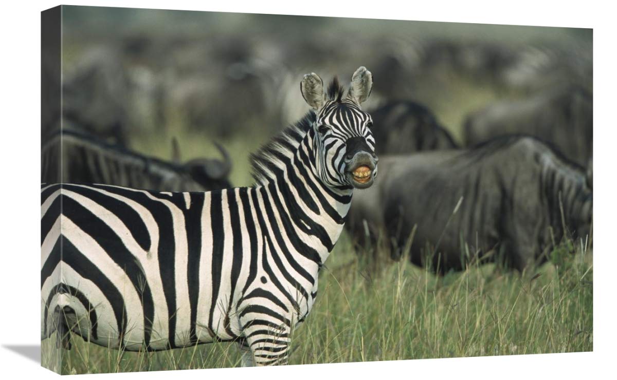 Burchell's Zebra Male Canvas Art - Serengeti National Park Tanzania Wildlife Wall Decor - 24x16 Inches - Perfect for Living Room, Office & Safari-Themed Spaces