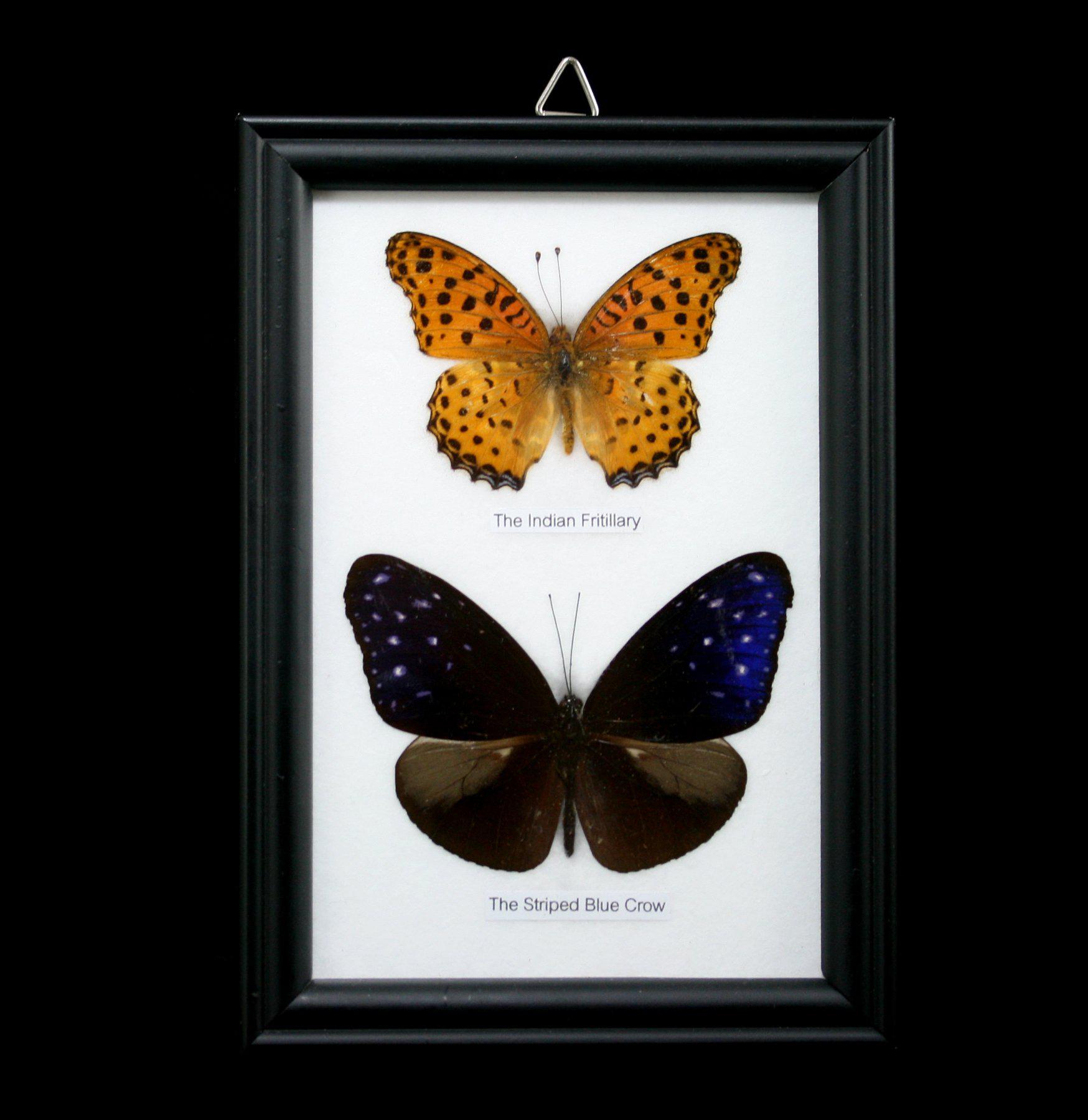 Framed Butterflies Display - Two Riker Mounted Specimens for Home Decor, Gifts & Entomology Collections | Perfect for Wall Art, Science Classrooms & Nature Lovers