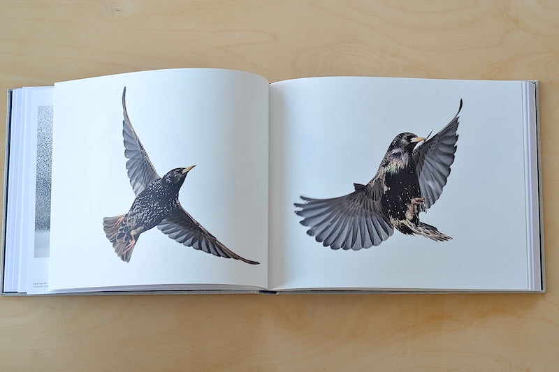 Black Sun by Søren Solkær - Stunning Photography Book of Starling Murmurations - Perfect for Nature Lovers, Coffee Table Decor & Photography Gifts