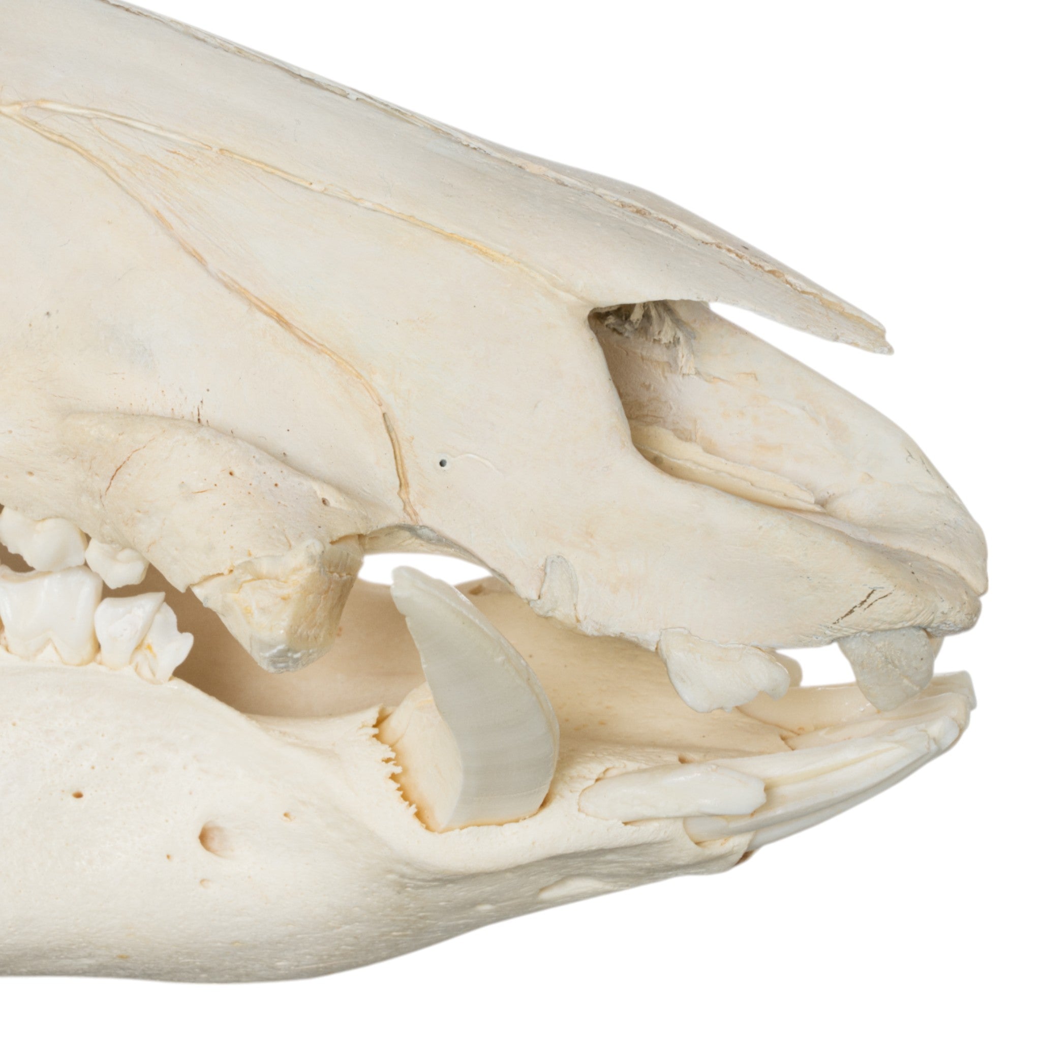 Real Wild Boar Skull for Home Decor, Hunting Trophy & Gothic Display - Authentic European Taxidermy Specimen