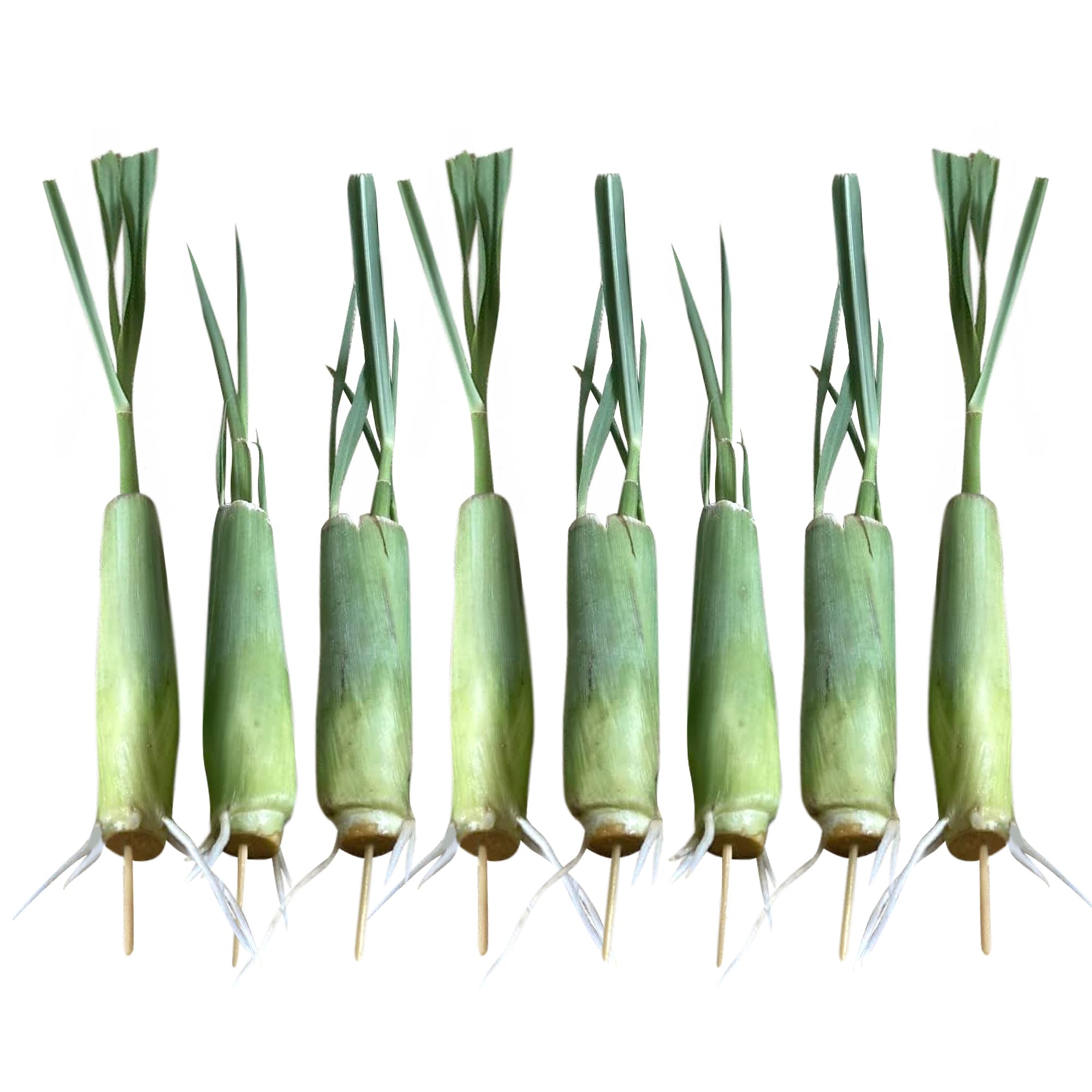 5 Fresh Lemongrass Live Plants - 12 Inch Stalks for Cooking, Tea & Natural Pest Repellent | Indoor Herb Garden & Outdoor Planting