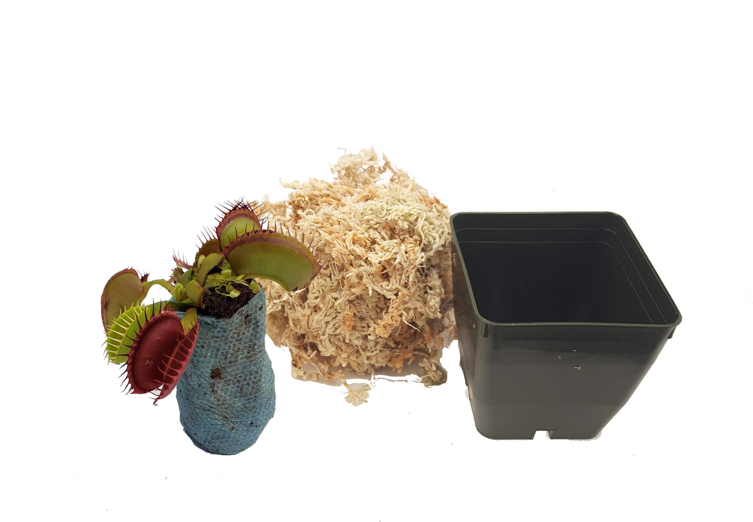 B52 Venus Flytrap (Dionaea muscipula) - Live Carnivorous Plant in 3