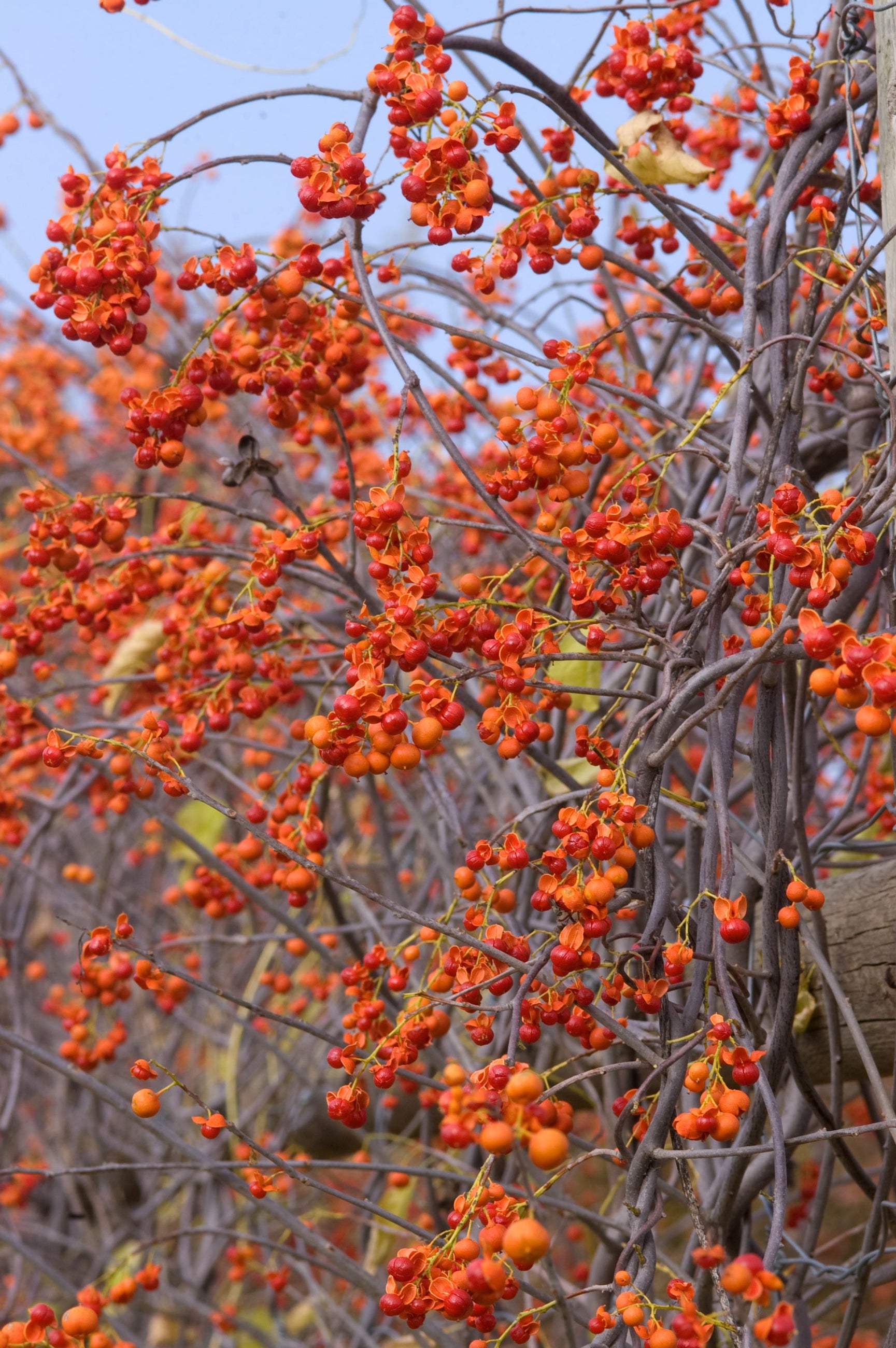 Celastrus Scandens 'Autumn Revolution' - Climbing Bittersweet Vine for Fences & Trellises | Fast-Growing Ornamental Plant for Fall Color & Winter Interest