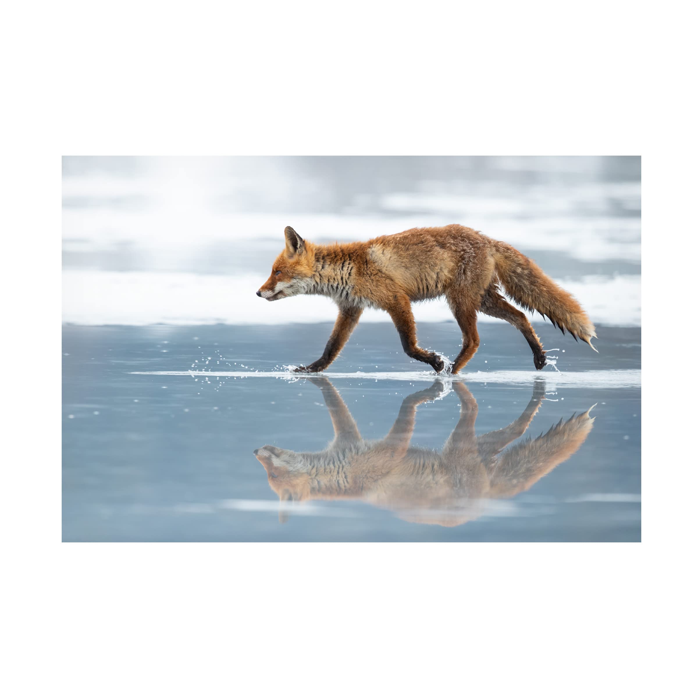 Trademark Fine Art 'Red Fox 2' Canvas Wall Art Print by Milan Zygmunt - Stunning Wildlife Home Decor for Living Room, Bedroom & Office