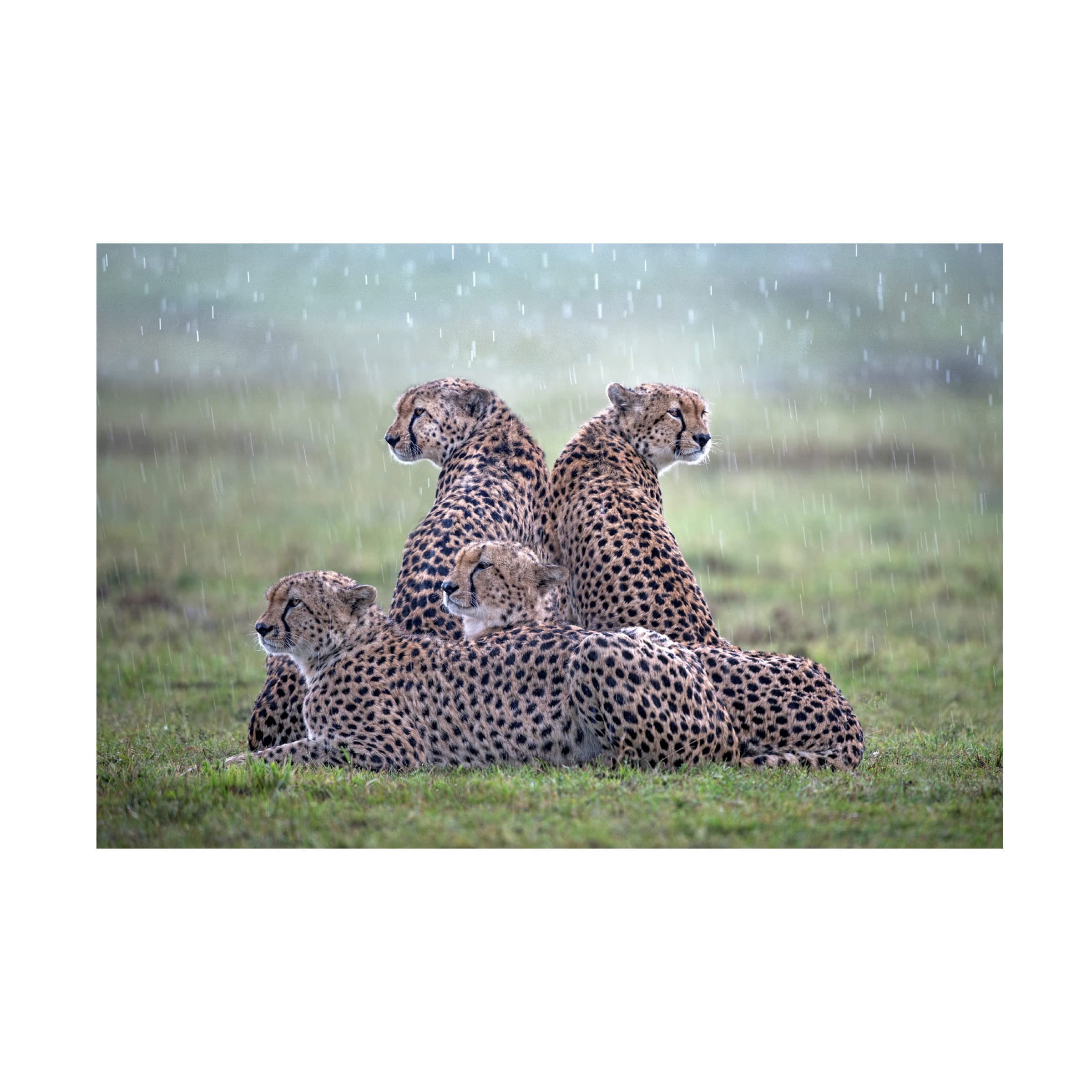 Trademark Fine Art 'Cheetahs In The Rain' Canvas Wall Art by Xavier Ortega - Stunning Wildlife Painting for Living Room, Bedroom & Office Decor