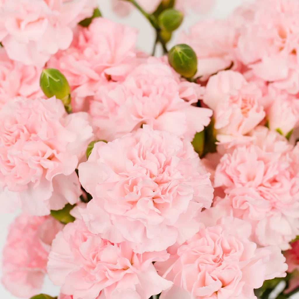 Ballet Pink Mini Carnation Flowers - Fresh Cut Flowers for Weddings, Home Decor & Gifts | Perfect for Bouquets, Centerpieces & DIY Floral Arrangements