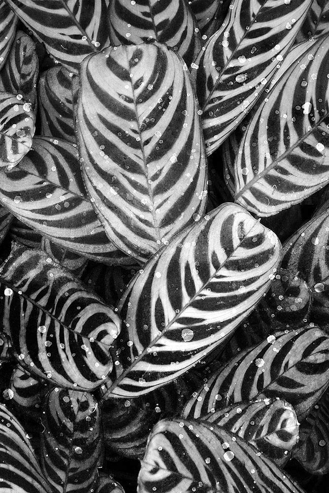 Midnight Palm Leaves 2 BW Art Print by Kimberly Allen - 16x24 Inches Black & White Tropical Wall Decor for Beach House, Living Room & Office