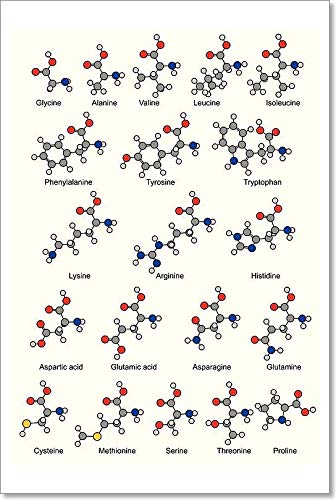 Barewalls Twenty Basic Amino Acids Science Wall Art Print - 24x16 Inches - Perfect for Classroom, Lab, or Home Office Decor
