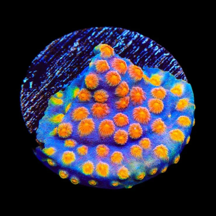 CB Monet Madness Cyphastrea Coral - Premium Saltwater Aquarium Coral for Reef Tanks | Perfect for Marine Aquascaping & Coral Propagation