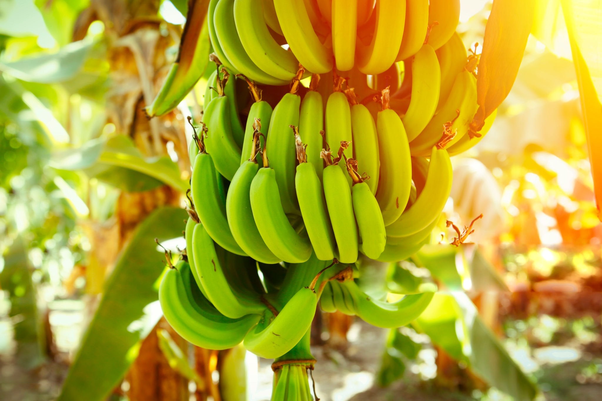 Banana N&A Flavor - Delicious Tropical Taste for Smoothies, Baking & Healthy Snacks | Perfect for Desserts, Yogurt & Protein Shakes