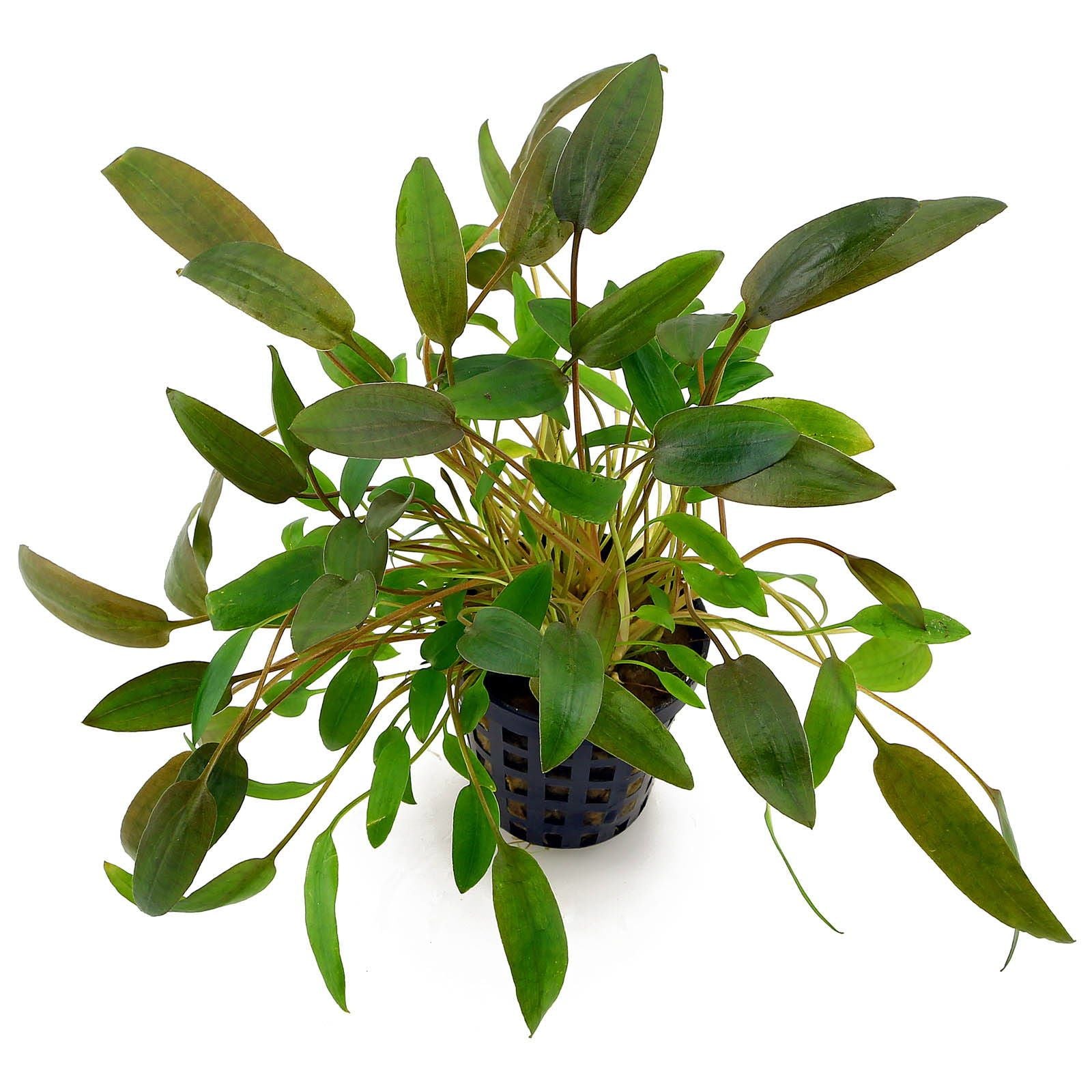 TCulture Cryptocoryne Wendtii 'Brown' Live Aquatic Plant in Pot - Perfect for Aquascaping, Freshwater Fish Tanks & Low-Tech Planted Aquariums
