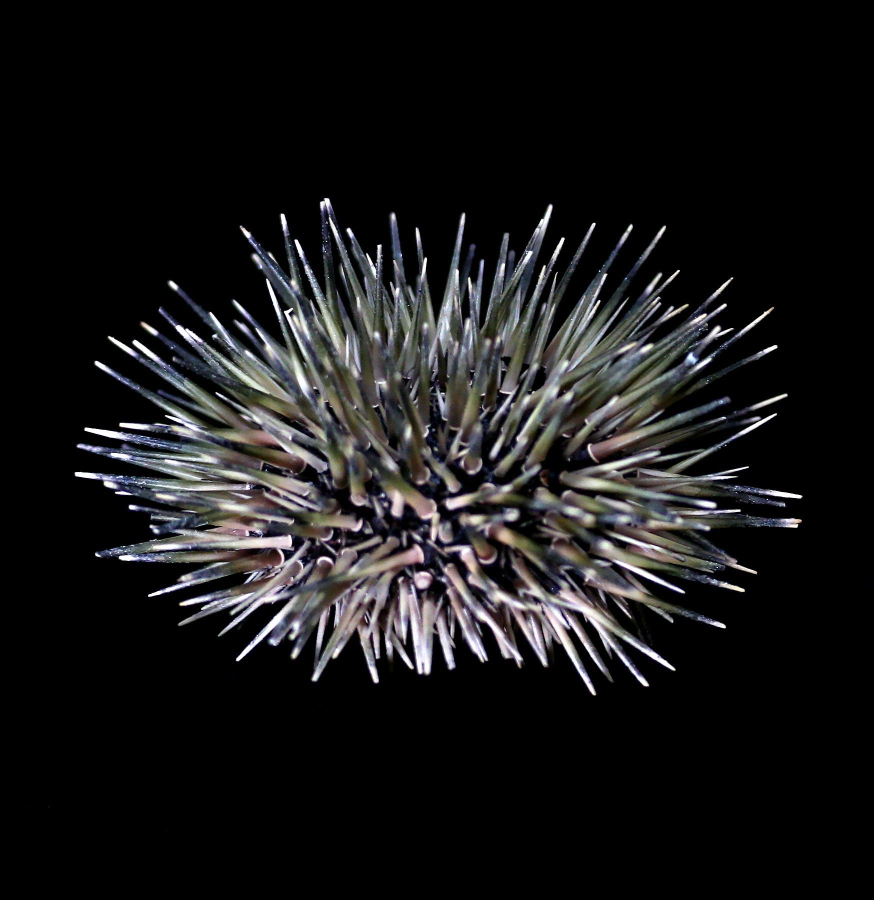 Pink Sea Urchin with Spines - Natural Ocean Decor for Aquariums, Beach Themed Parties & Coastal Home Decor